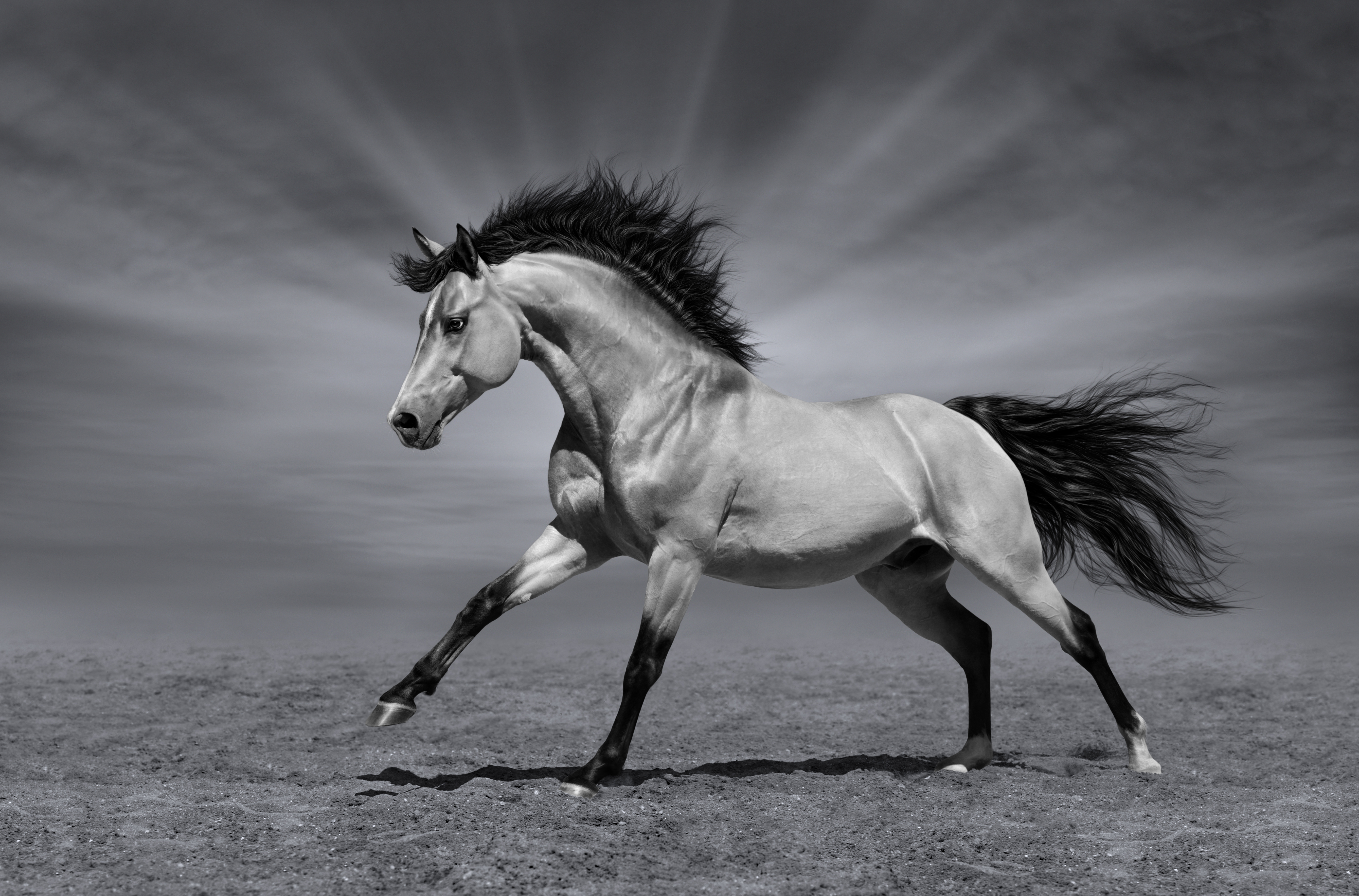 Free download wallpaper Animal, Horse, Black & White on your PC desktop