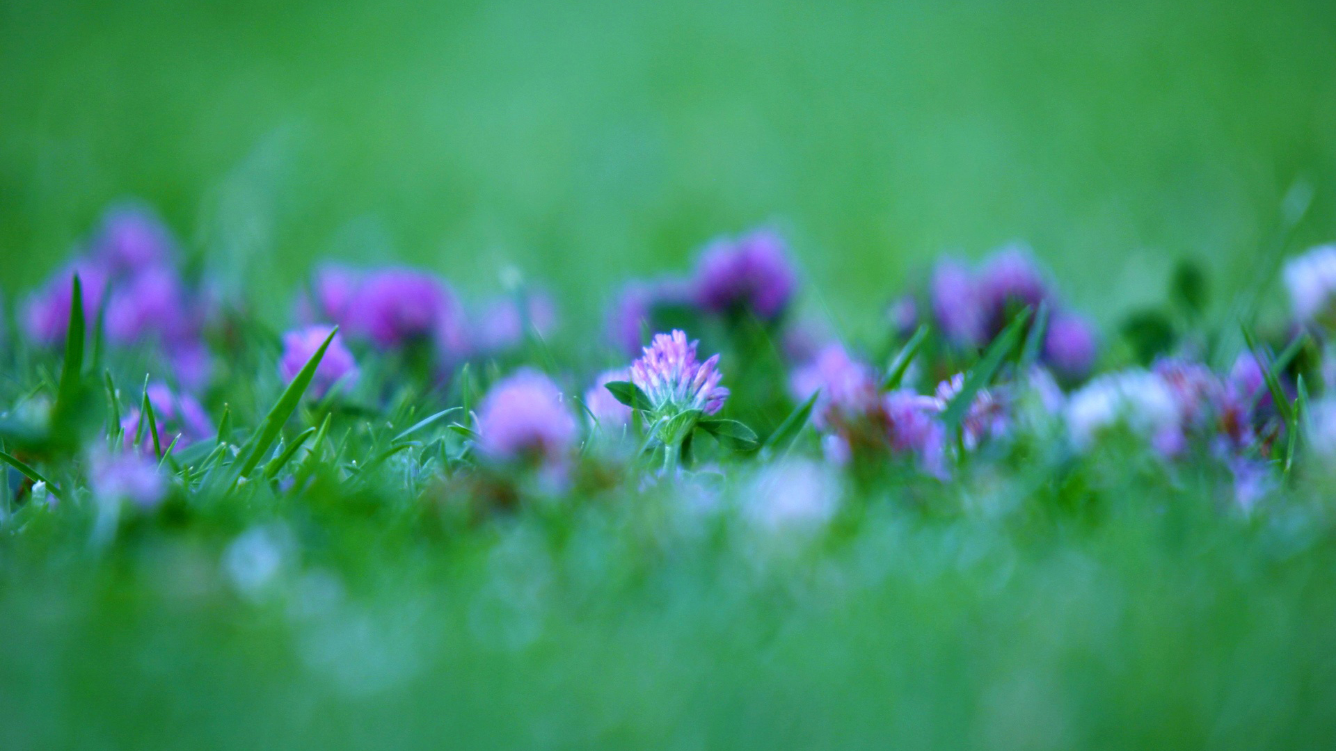 Téléchargez gratuitement l'image Fleurs, Fleur, Se Brouiller, Fleur Mauve, Terre/nature sur le bureau de votre PC