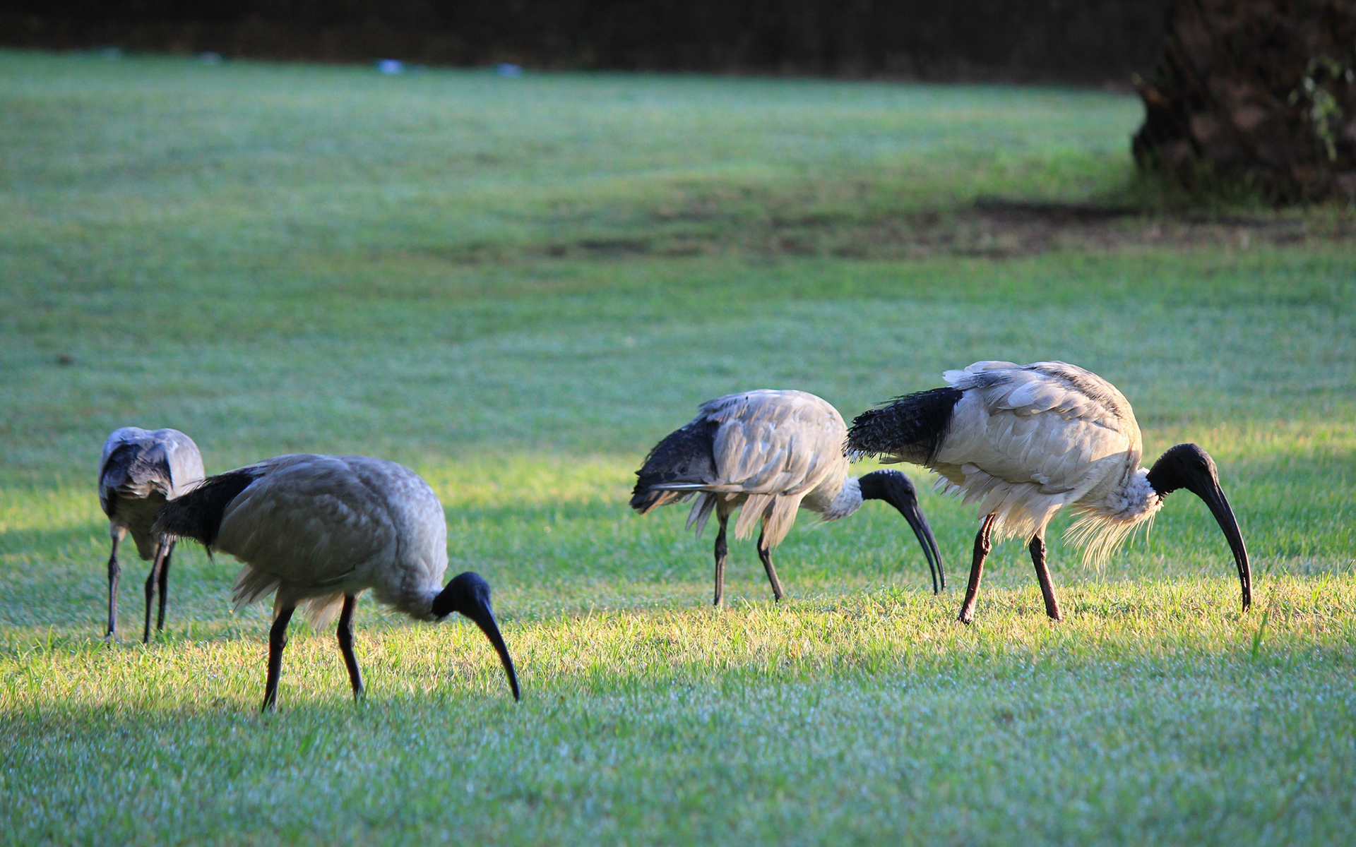 Baixe gratuitamente a imagem Animais, Aves, Pássaro na área de trabalho do seu PC