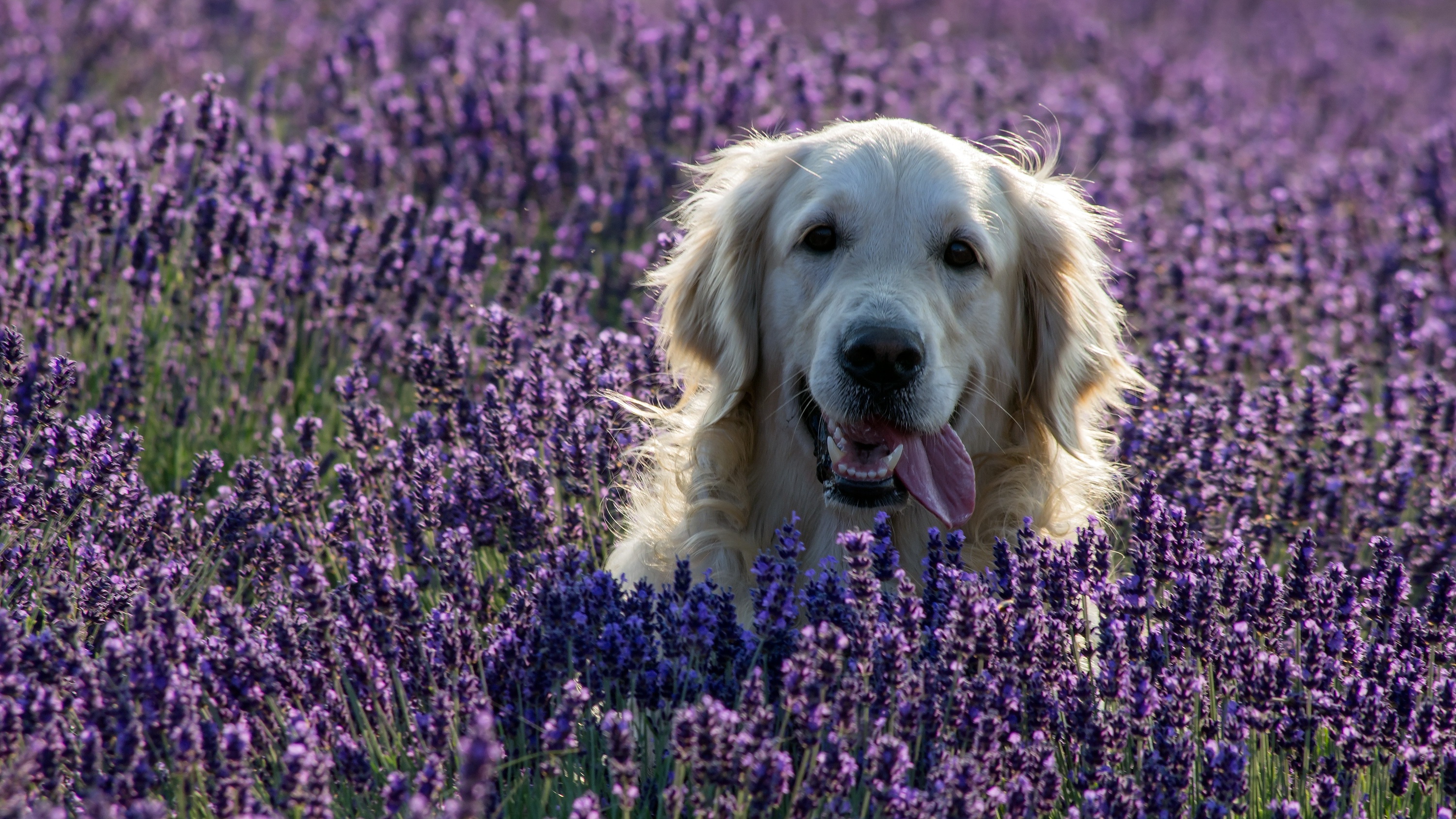 Download mobile wallpaper Dogs, Dog, Animal, Golden Retriever, Lavender, Purple Flower for free.