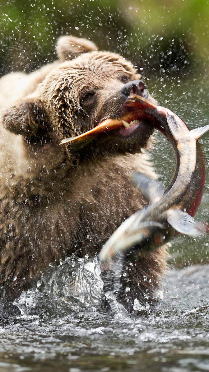 Handy-Wallpaper Tiere, Bären, Bär, Alaska kostenlos herunterladen.
