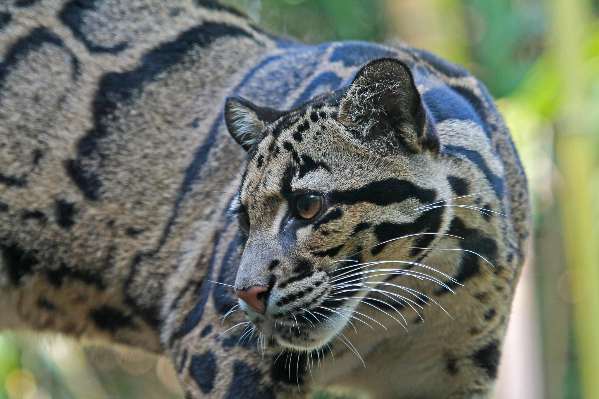377388 baixar imagens animais, leopardo nebuloso, bokeh, gatos - papéis de parede e protetores de tela gratuitamente