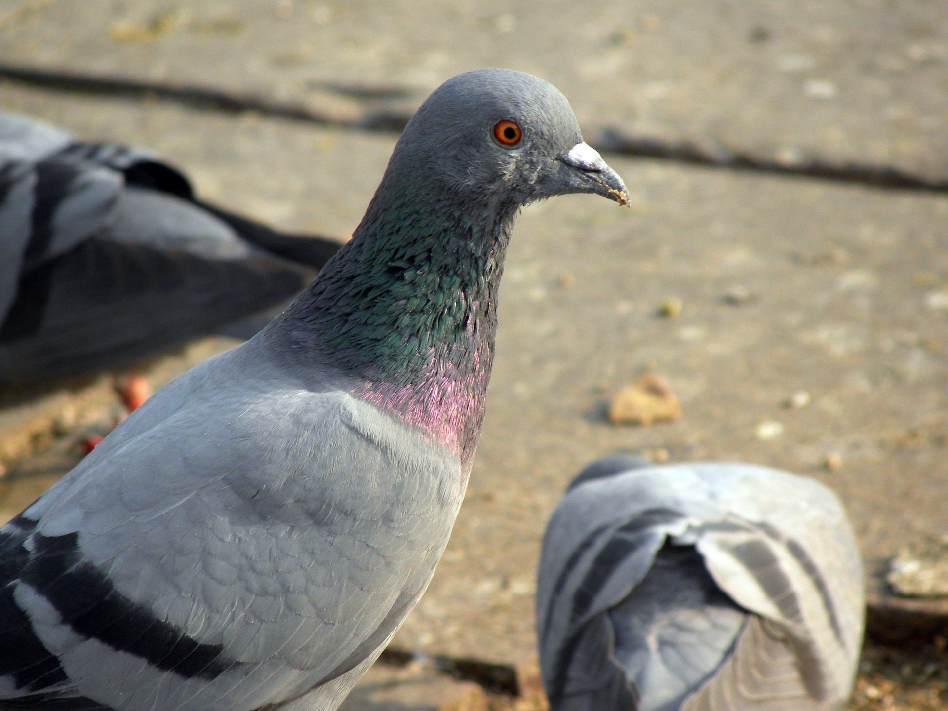 animal, pigeon, birds 4K