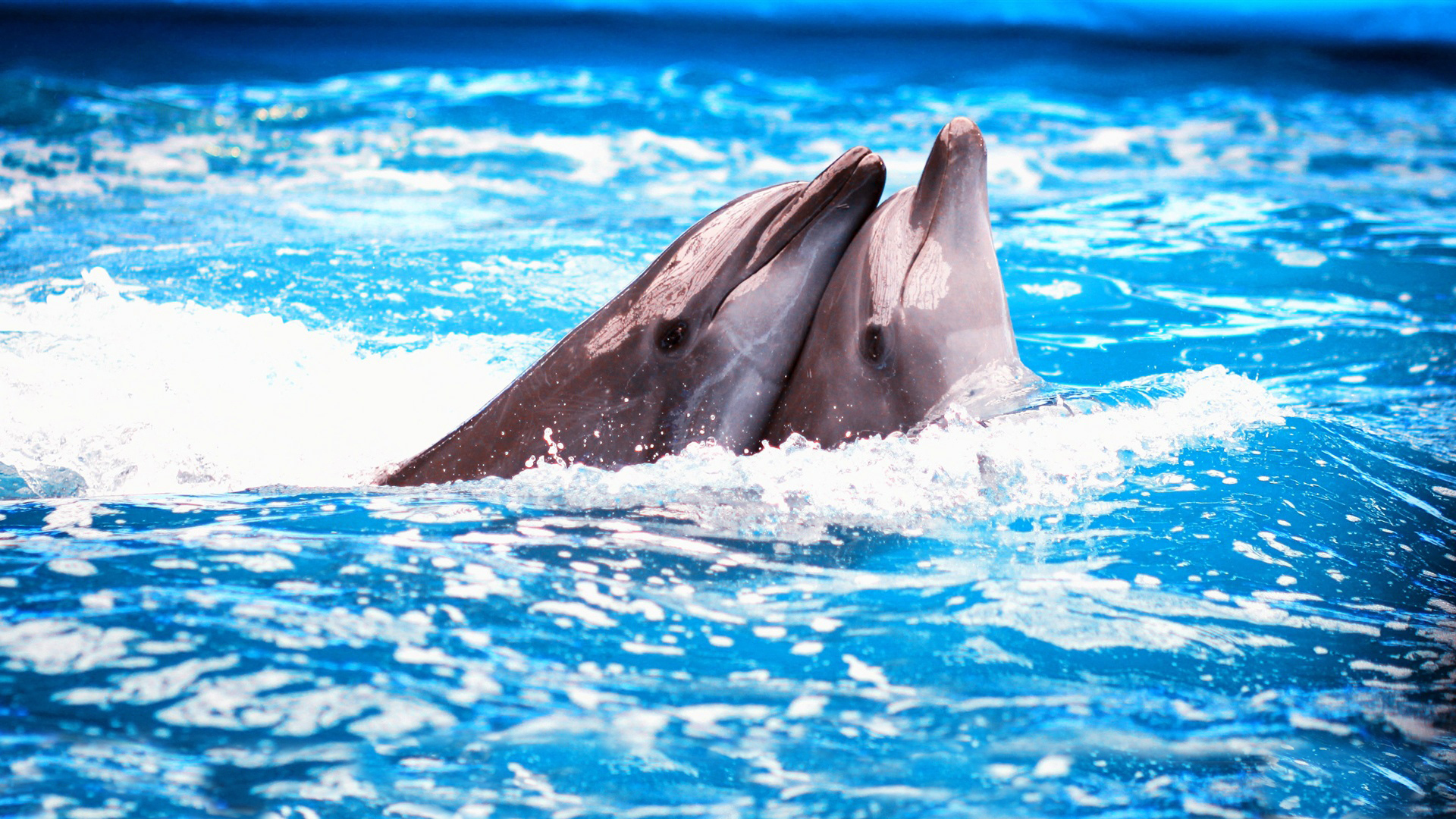 35436 скачать обои дельфины, животные - заставки и картинки бесплатно