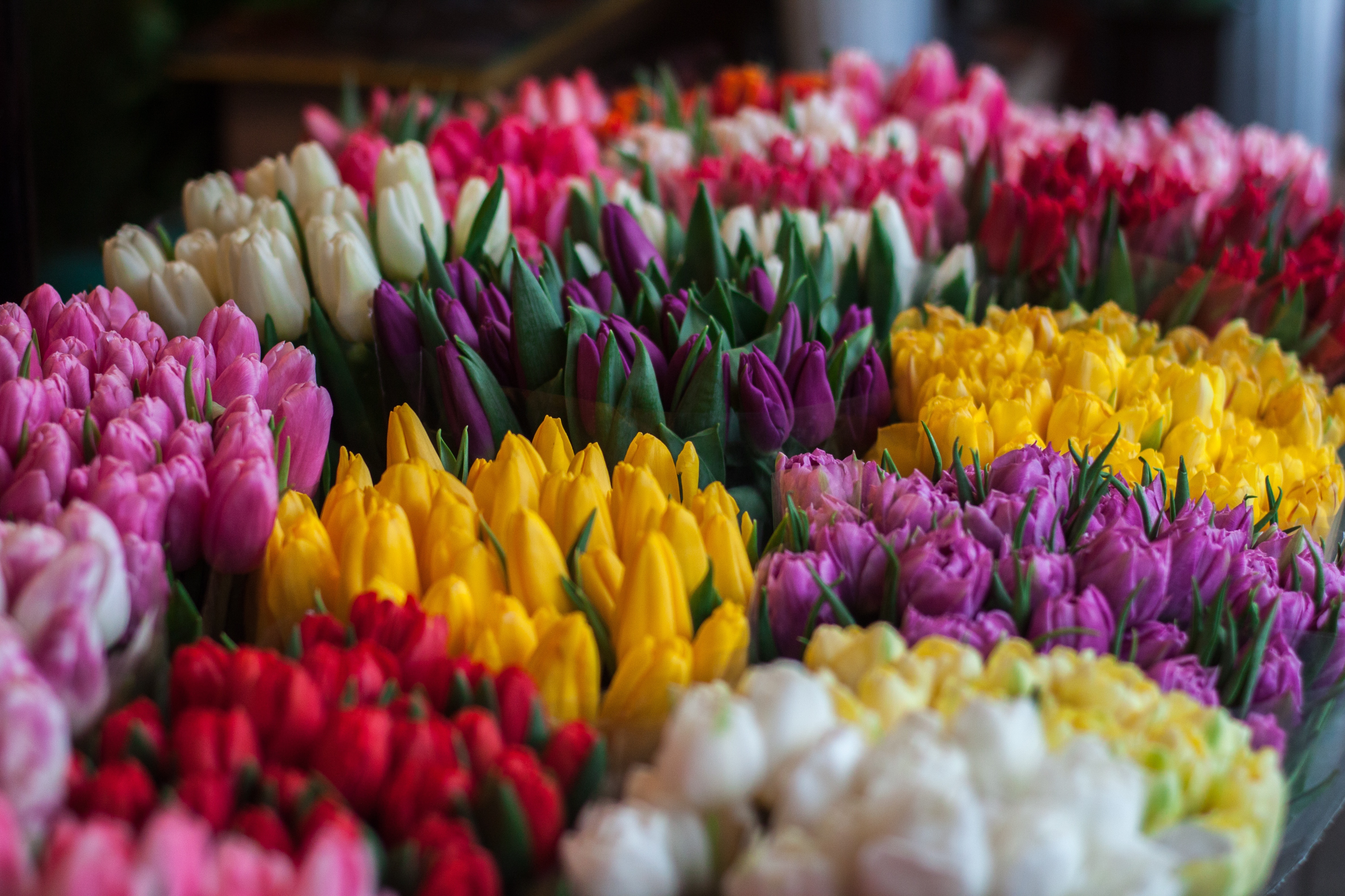 Скачать картинку Букеты, Тюльпаны, Разноцветный, Цветы в телефон бесплатно.
