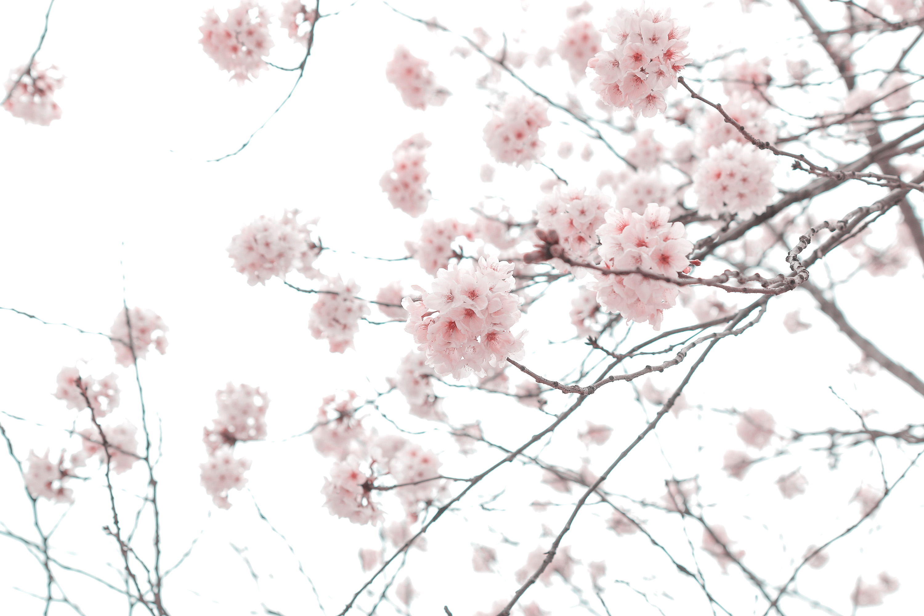 Download mobile wallpaper Flowers, Flower, Branch, Earth, Spring, Cherry Blossom, Blossom for free.