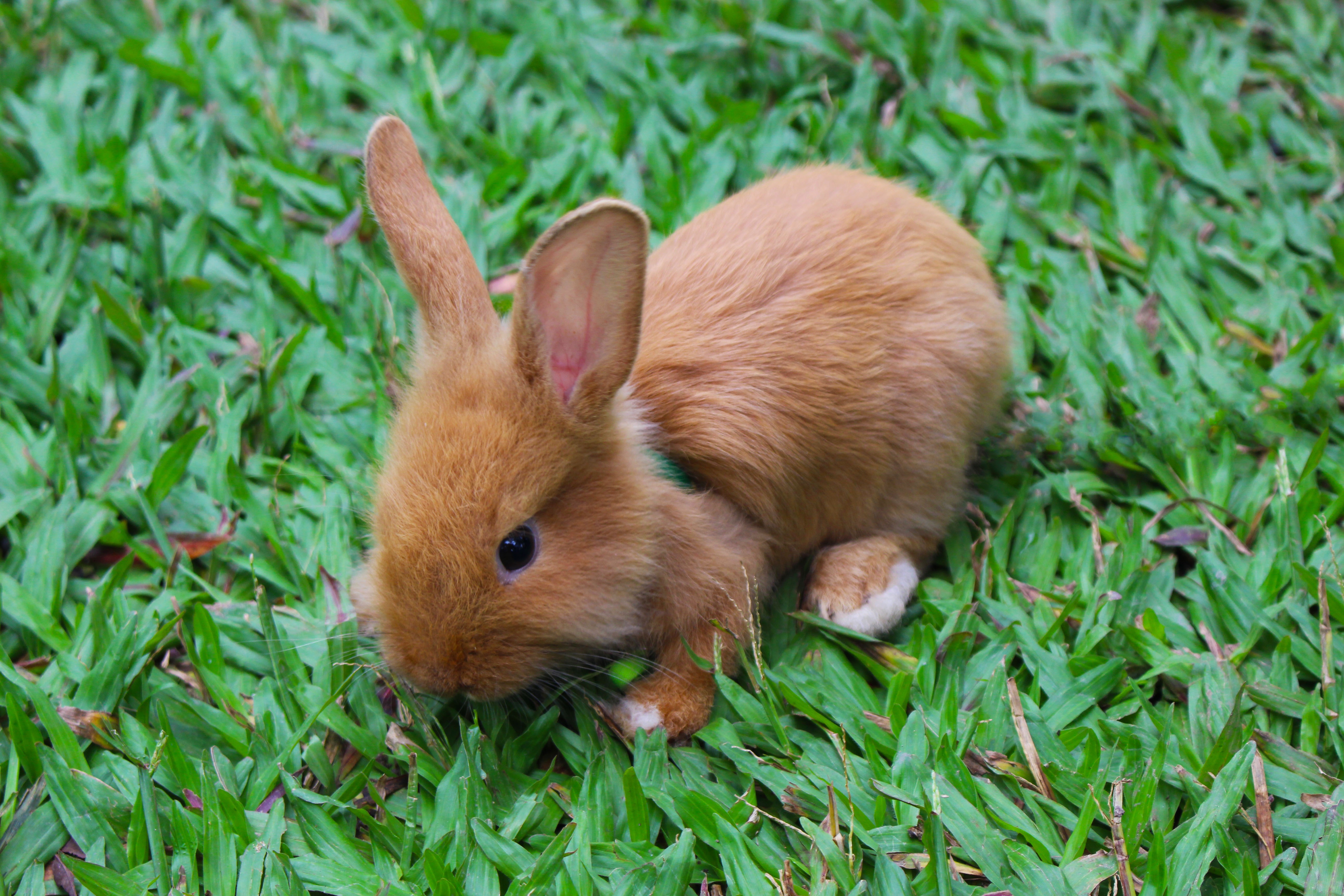 131207 Bild herunterladen kaninchen, tiere, klein, dekorativ, dekorative - Hintergrundbilder und Bildschirmschoner kostenlos