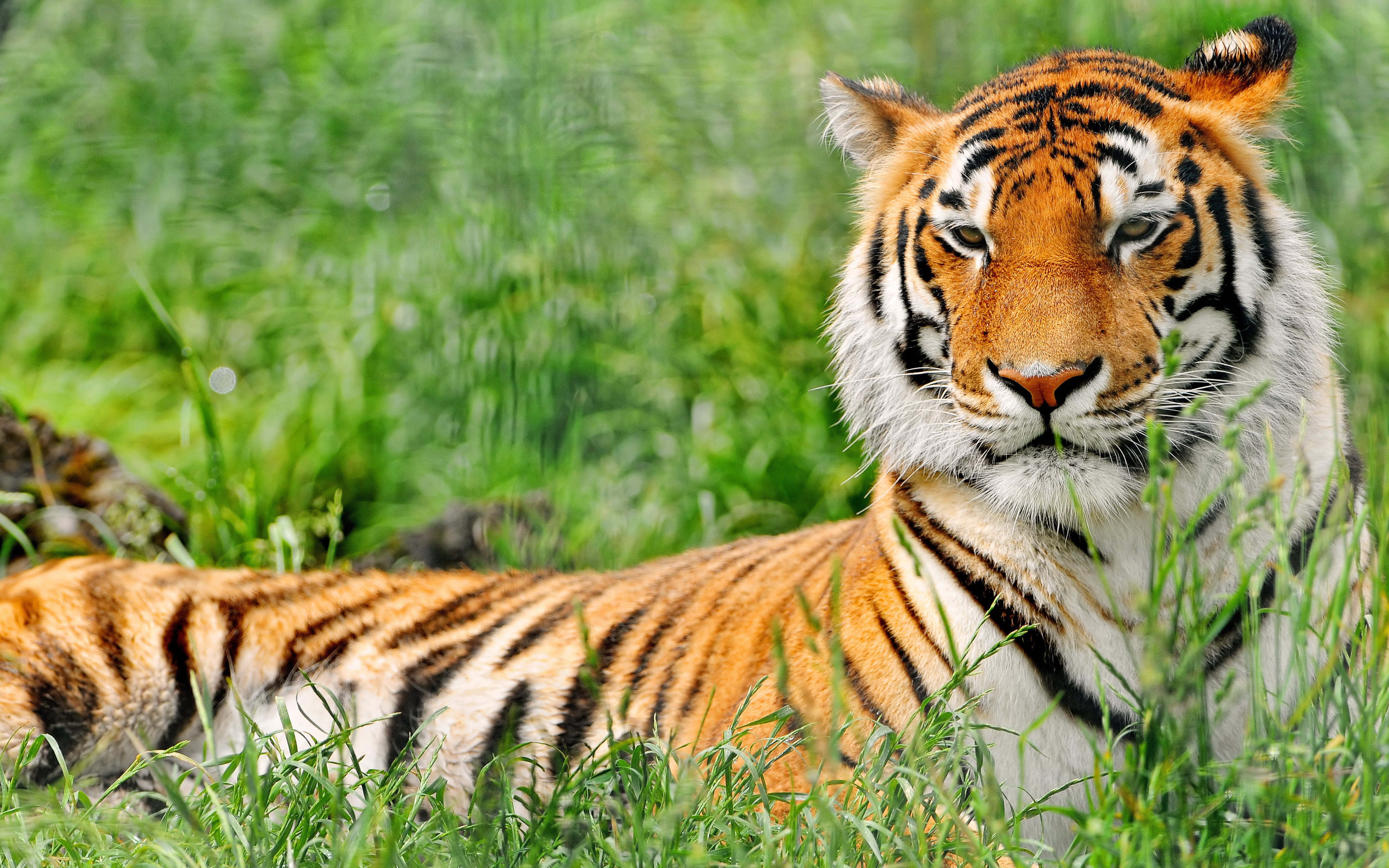 Téléchargez des papiers peints mobile Animaux, Chats, Tigre gratuitement.