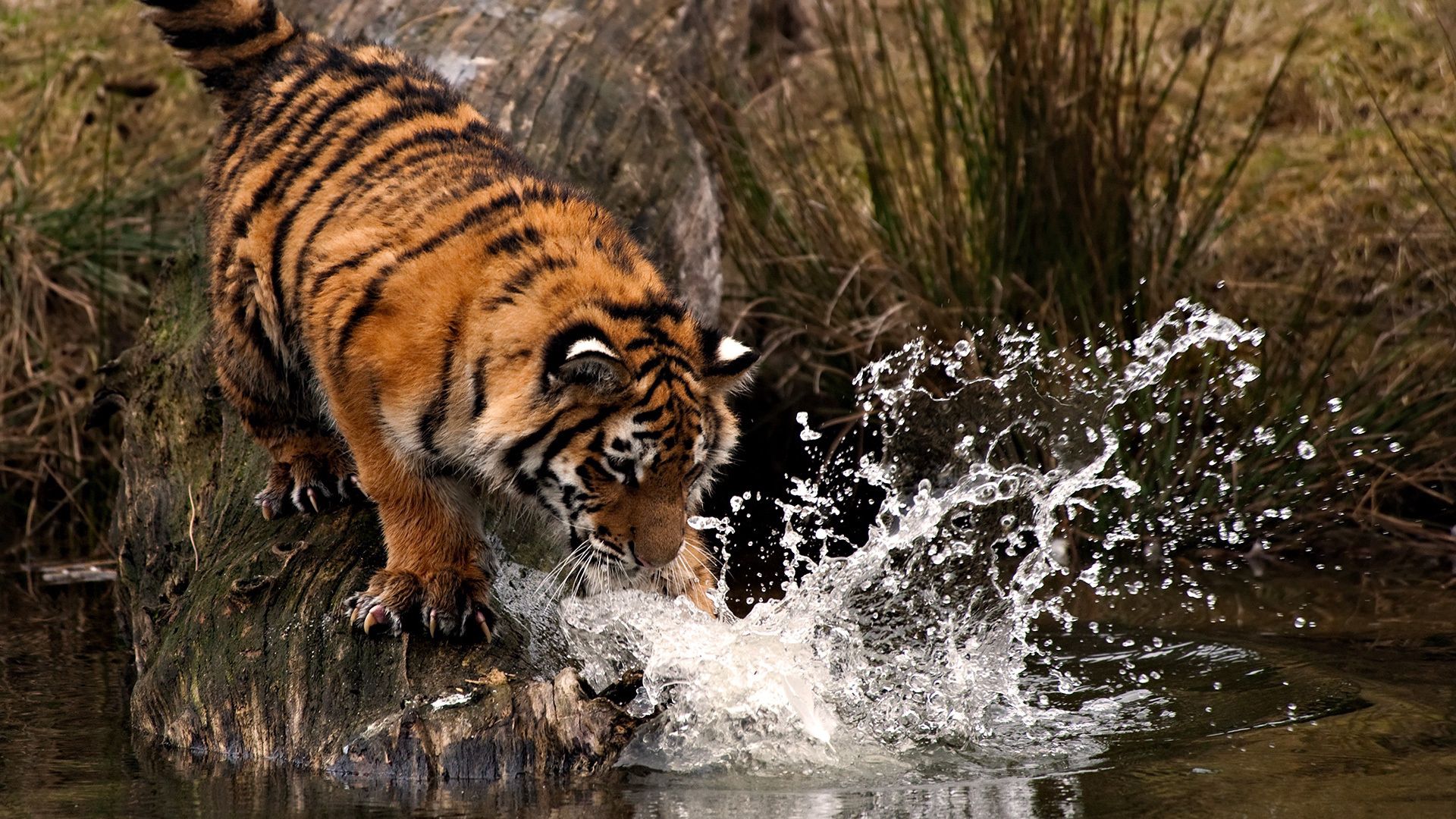Laden Sie das Wasser, Sprühen, Spray, Pfote, Tiger, Jagd, Tiere-Bild kostenlos auf Ihren PC-Desktop herunter