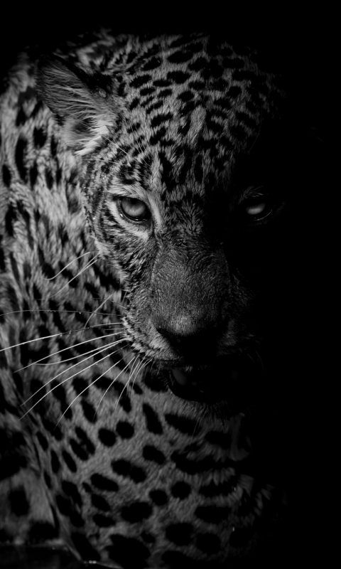 Download mobile wallpaper Cats, Leopard, Animal, Black & White for free.