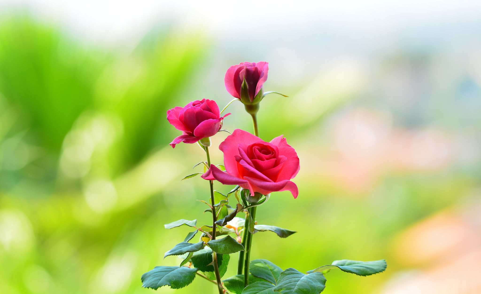 無料モバイル壁紙自然, フラワーズ, 花, 薔薇, 地球, ピンクの花をダウンロードします。