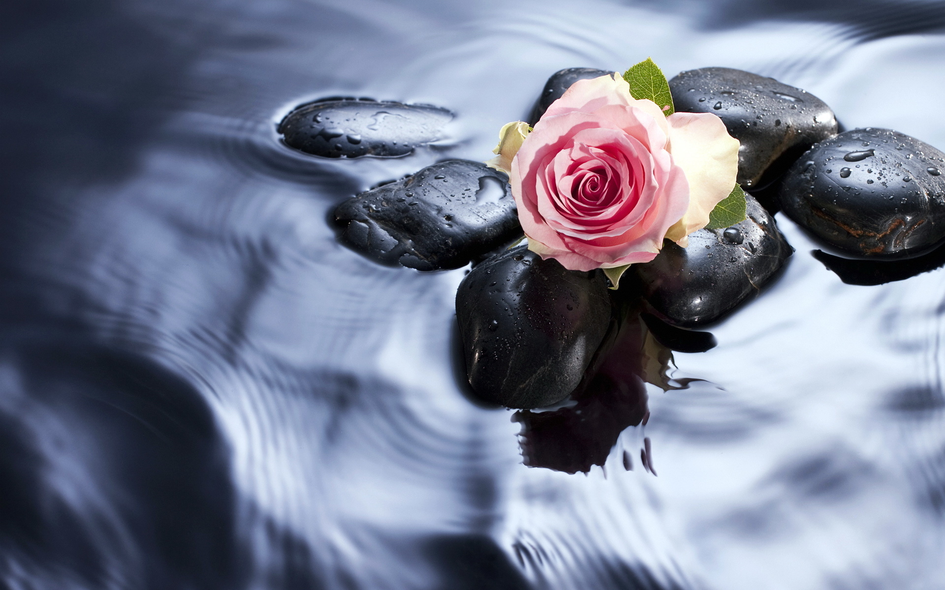 Скачать обои бесплатно Розы, Камни, Вода, Растения картинка на рабочий стол ПК