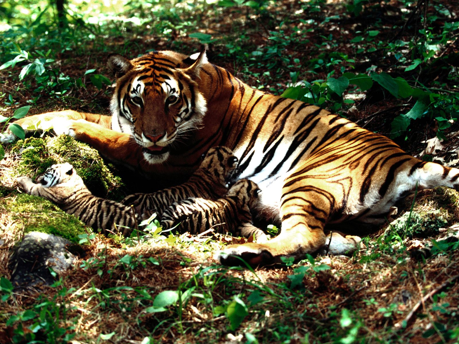 Handy-Wallpaper Tiere, Katzen, Tiger kostenlos herunterladen.