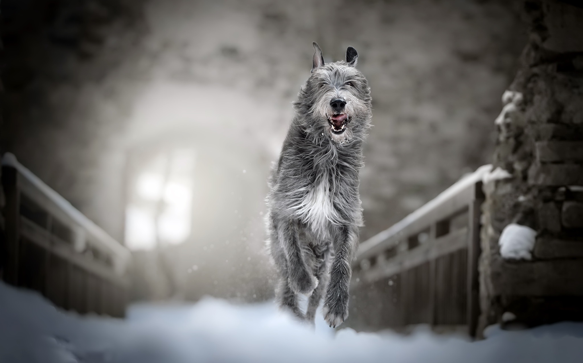 Free download wallpaper Winter, Dogs, Dog, Animal, Depth Of Field, Irish Wolfhound on your PC desktop