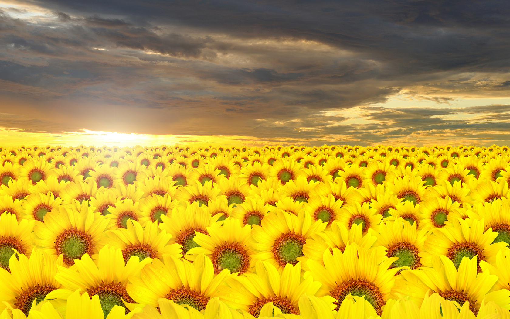 Free download wallpaper Earth, Sunflower on your PC desktop