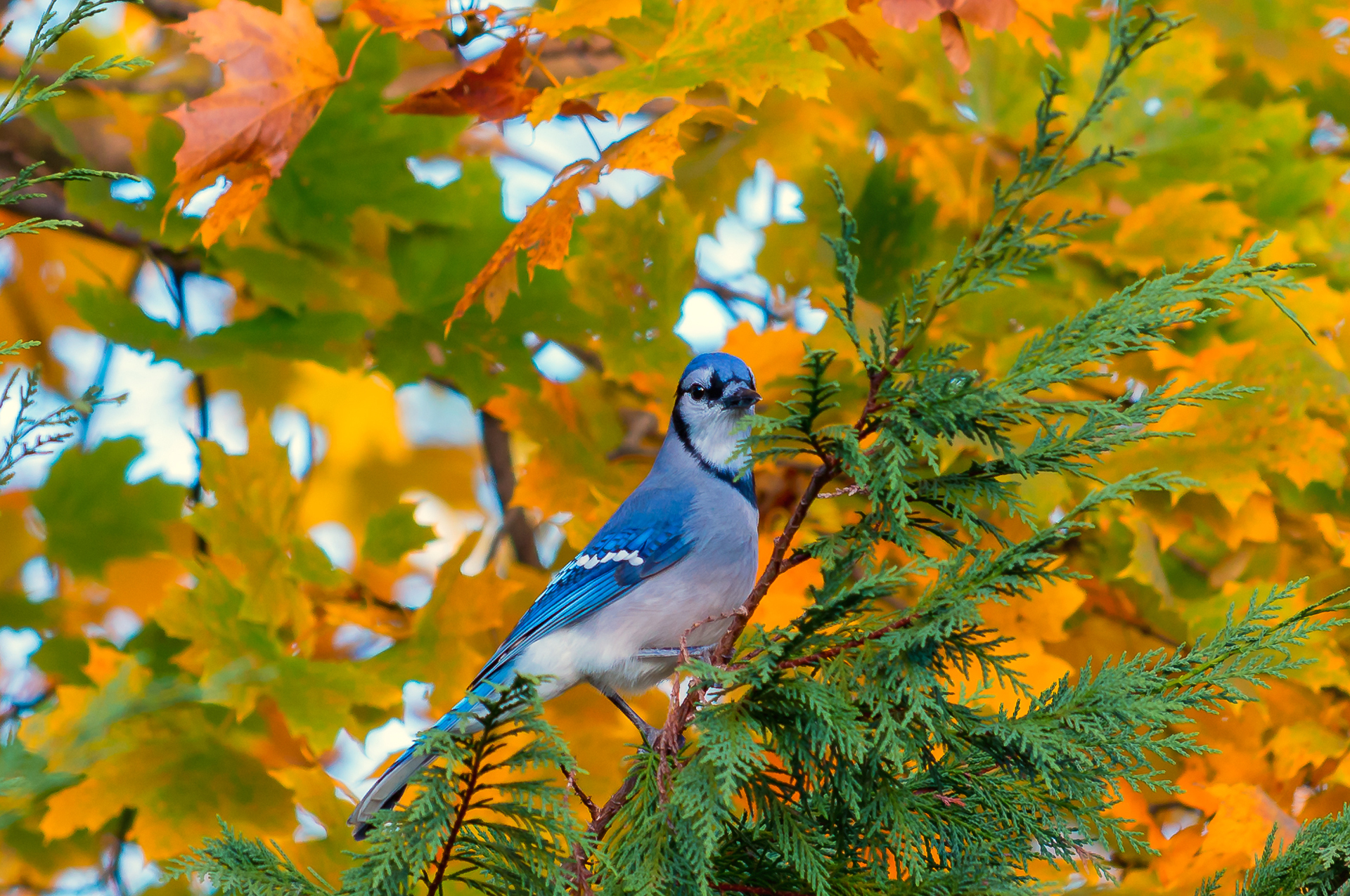 Laden Sie das Blauhäher, Vogel, Vögel, Tiere-Bild kostenlos auf Ihren PC-Desktop herunter