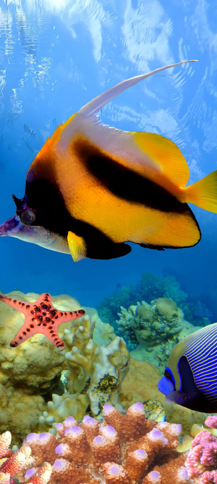 1182072 descargar fondo de pantalla animales, pez, colores, coral, gran barrera de coral, submarino, submarina, peces: protectores de pantalla e imágenes gratis