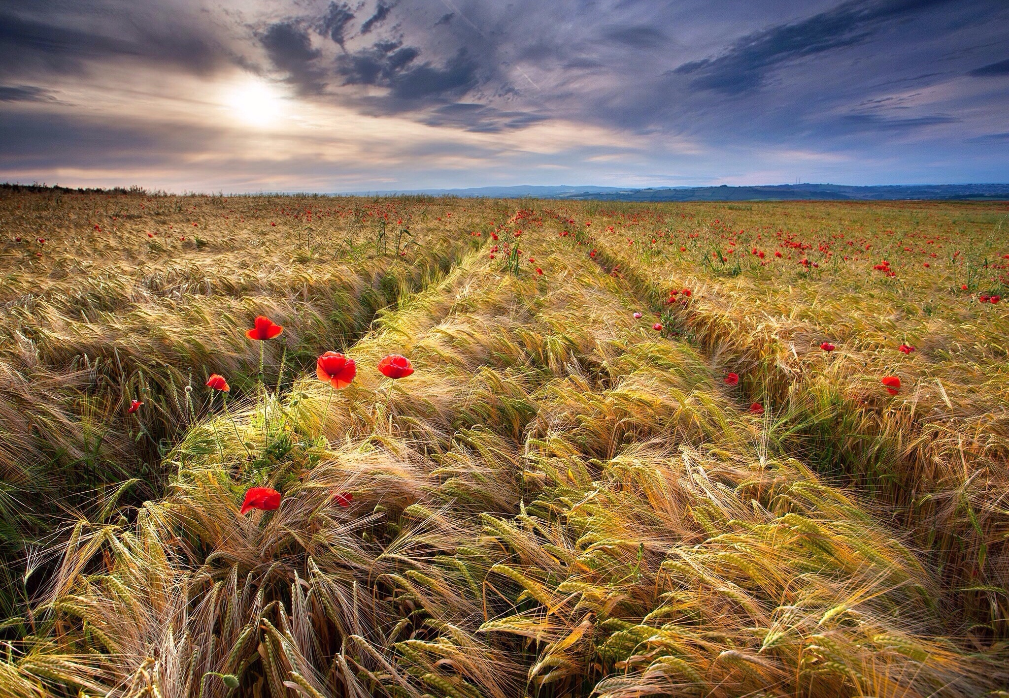 Download mobile wallpaper Nature, Summer, Wheat, Earth, Field, Poppy, Red Flower for free.