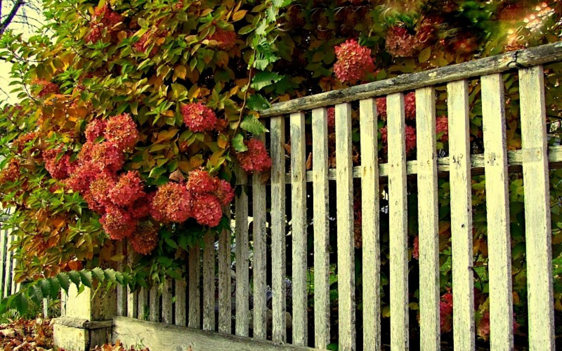 Download mobile wallpaper Flower, Vintage, Fence, Hydrangea, Photography for free.