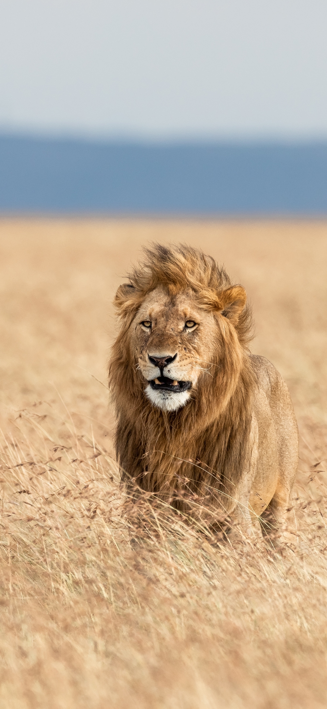 Descarga gratuita de fondo de pantalla para móvil de Animales, Gatos, León, Profundidad De Campo.