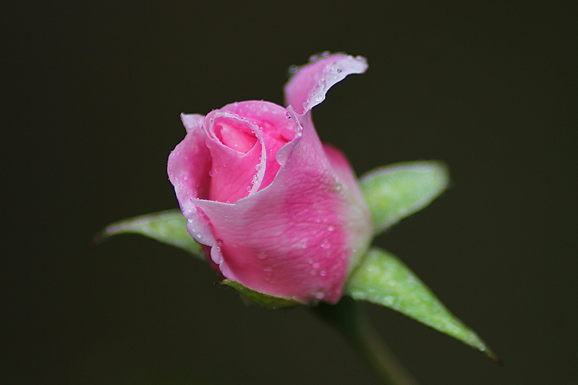 bud, flower, drops, macro, rose flower, rose 5K