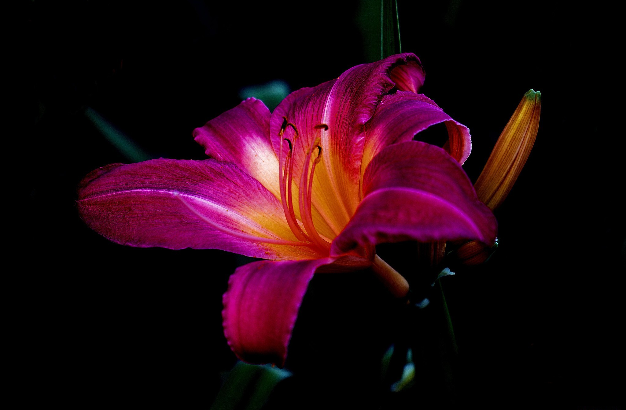 Download mobile wallpaper Lily, Flowers, Flower, Earth for free.