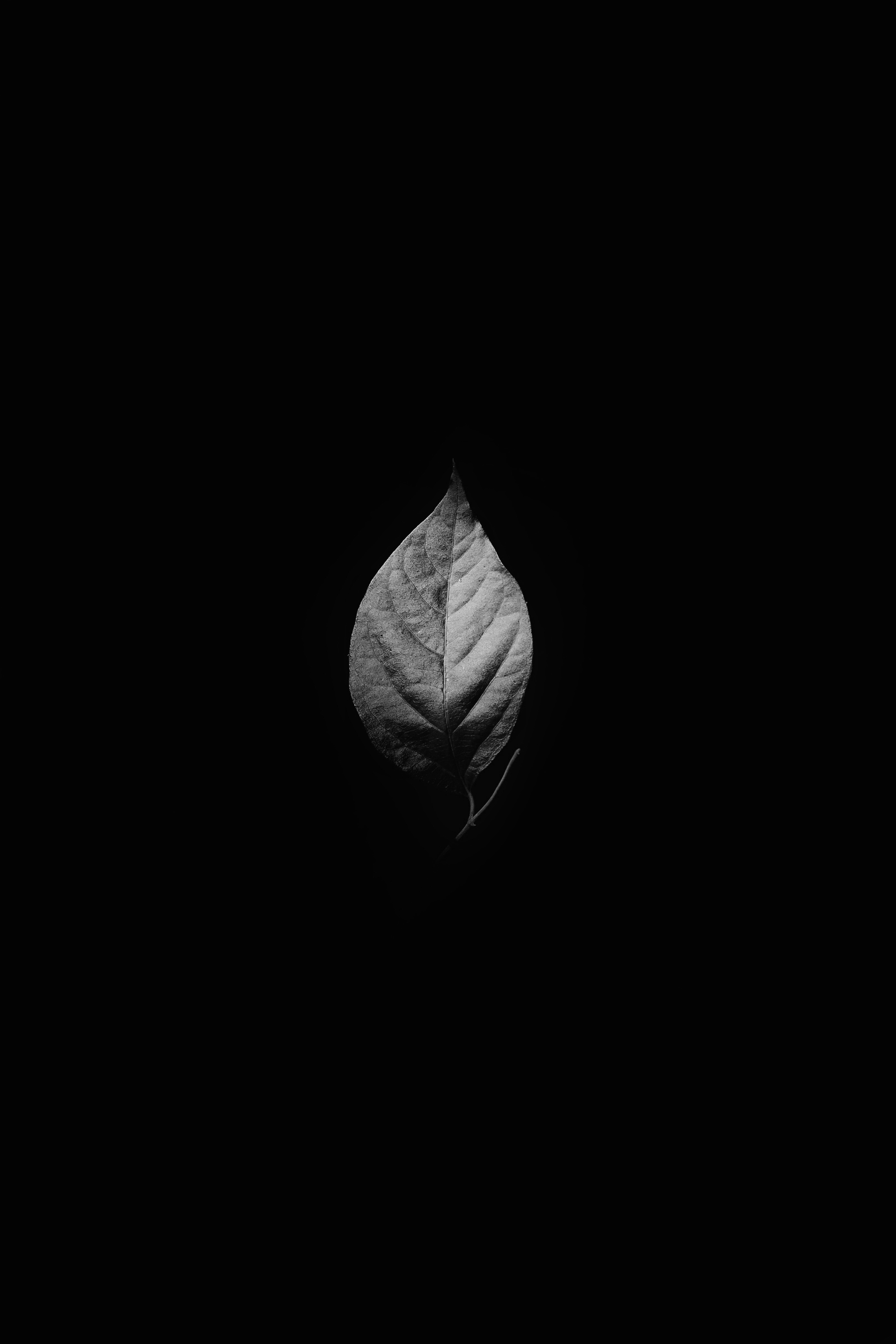 black, black background, bw, sheet, leaf, chb