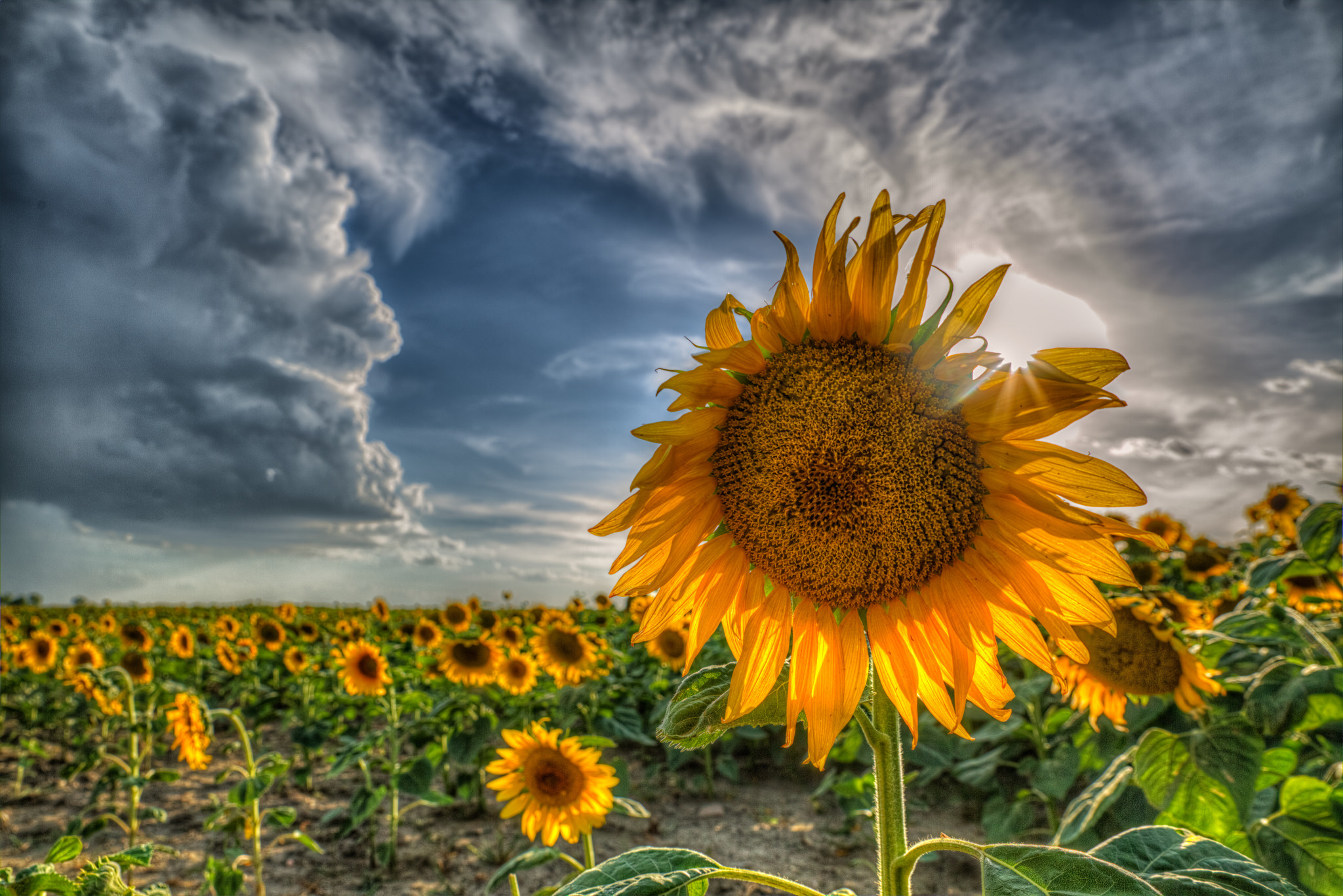 Download mobile wallpaper Nature, Flowers, Summer, Flower, Earth, Cloud, Sunflower, Yellow Flower for free.