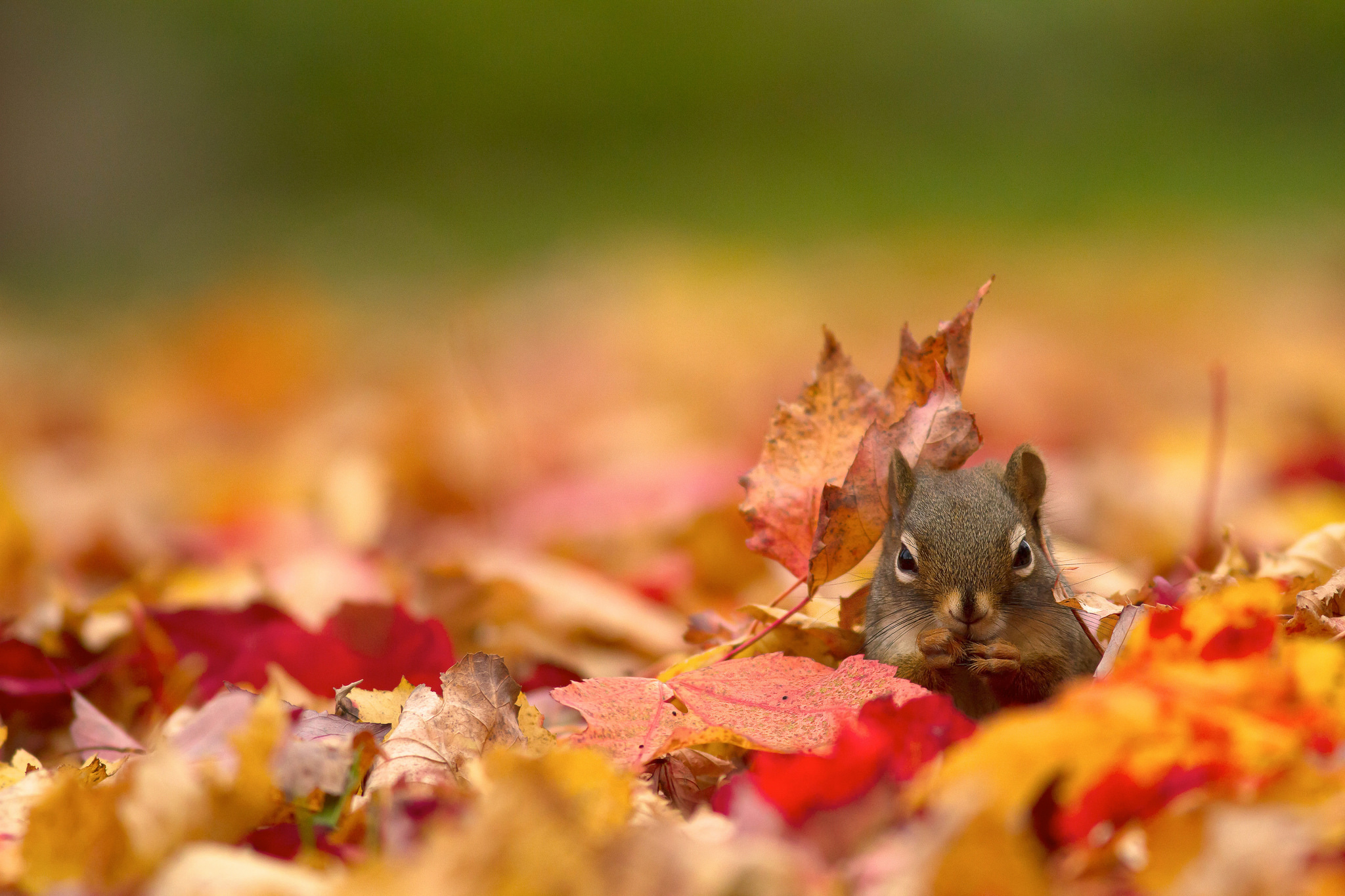 PCデスクトップに動物, リス, 秋, 葉, ボケ, 齧歯類画像を無料でダウンロード