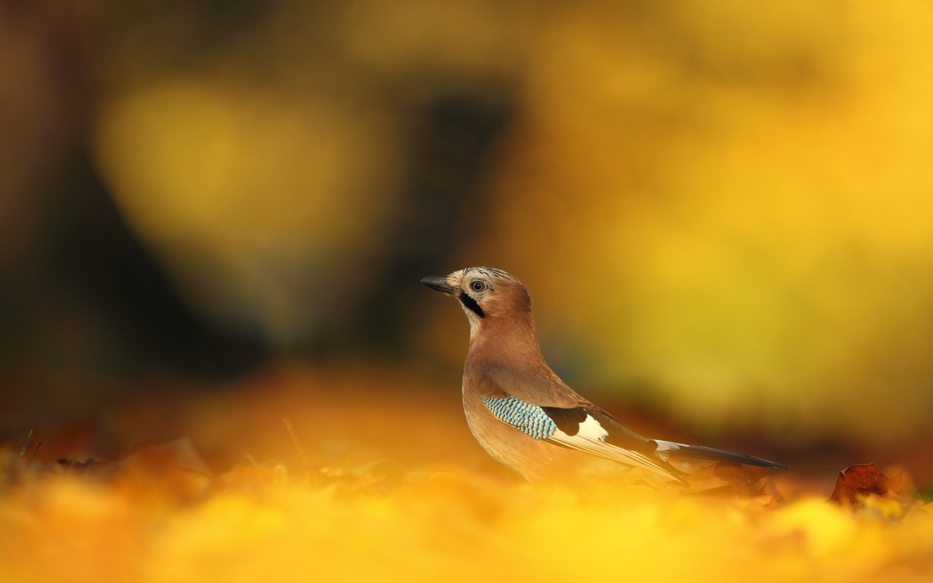 Handy-Wallpaper Tiere, Vogel kostenlos herunterladen.