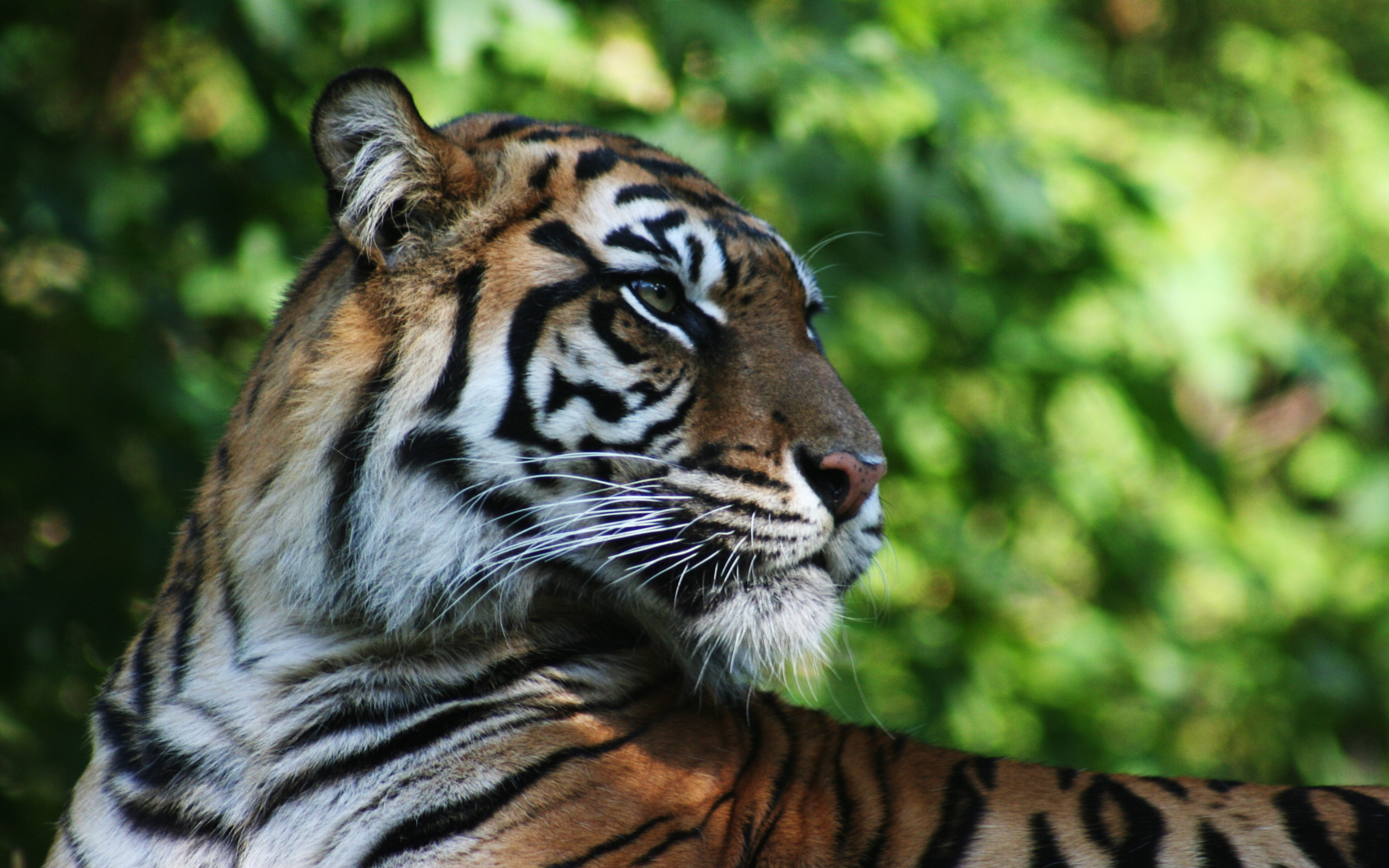 Téléchargez gratuitement l'image Animaux, Tigre sur le bureau de votre PC