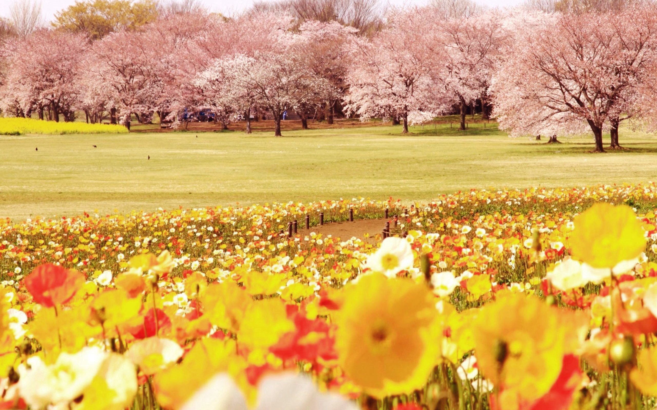 125614 télécharger l'image tulipes, nature, fleurs, arbres, domaine, champ - fonds d'écran et économiseurs d'écran gratuits