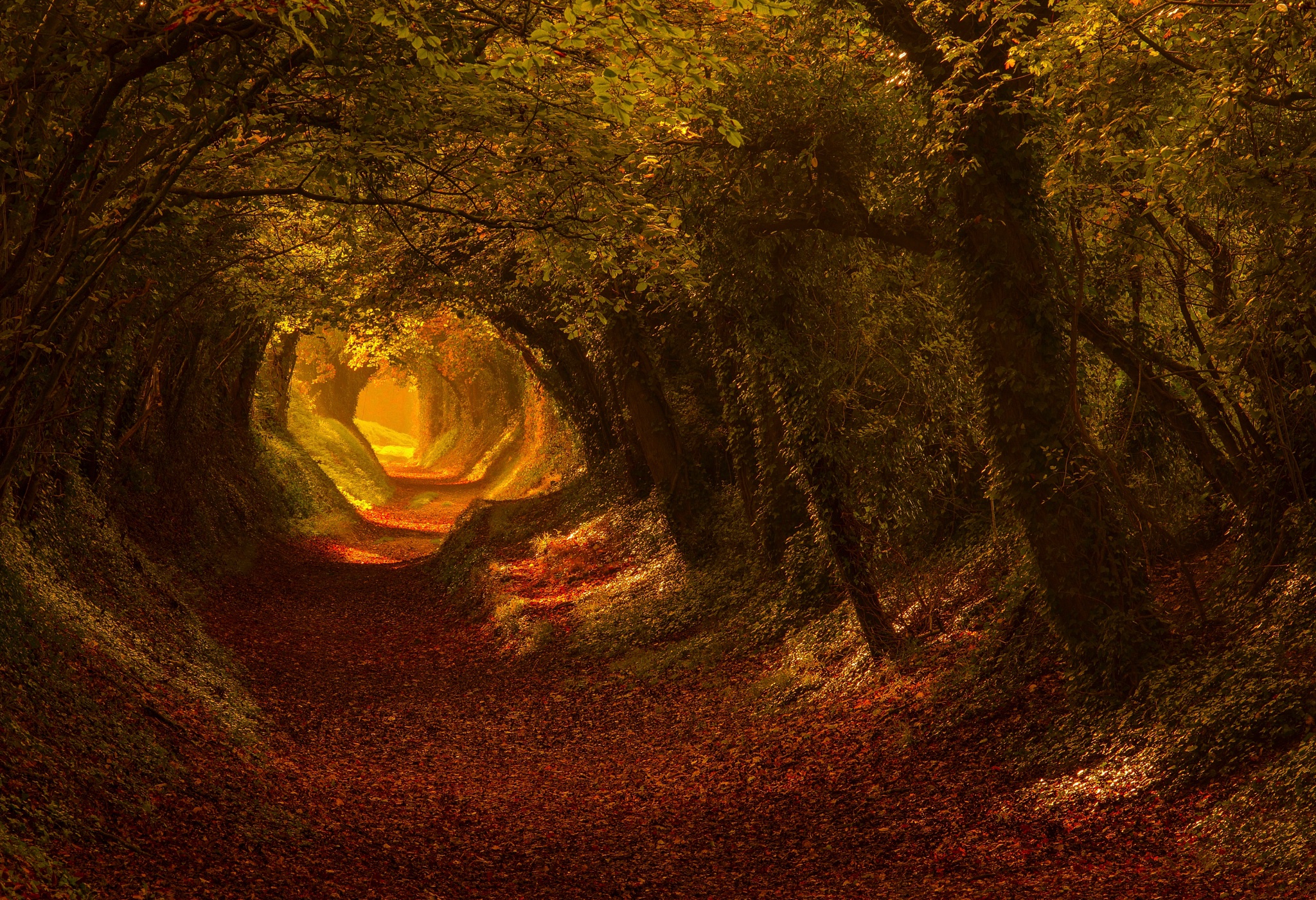780522画像をダウンロード自然, 秋, 地球, 道, 森, 葉, 木, トンネル-壁紙とスクリーンセーバーを無料で