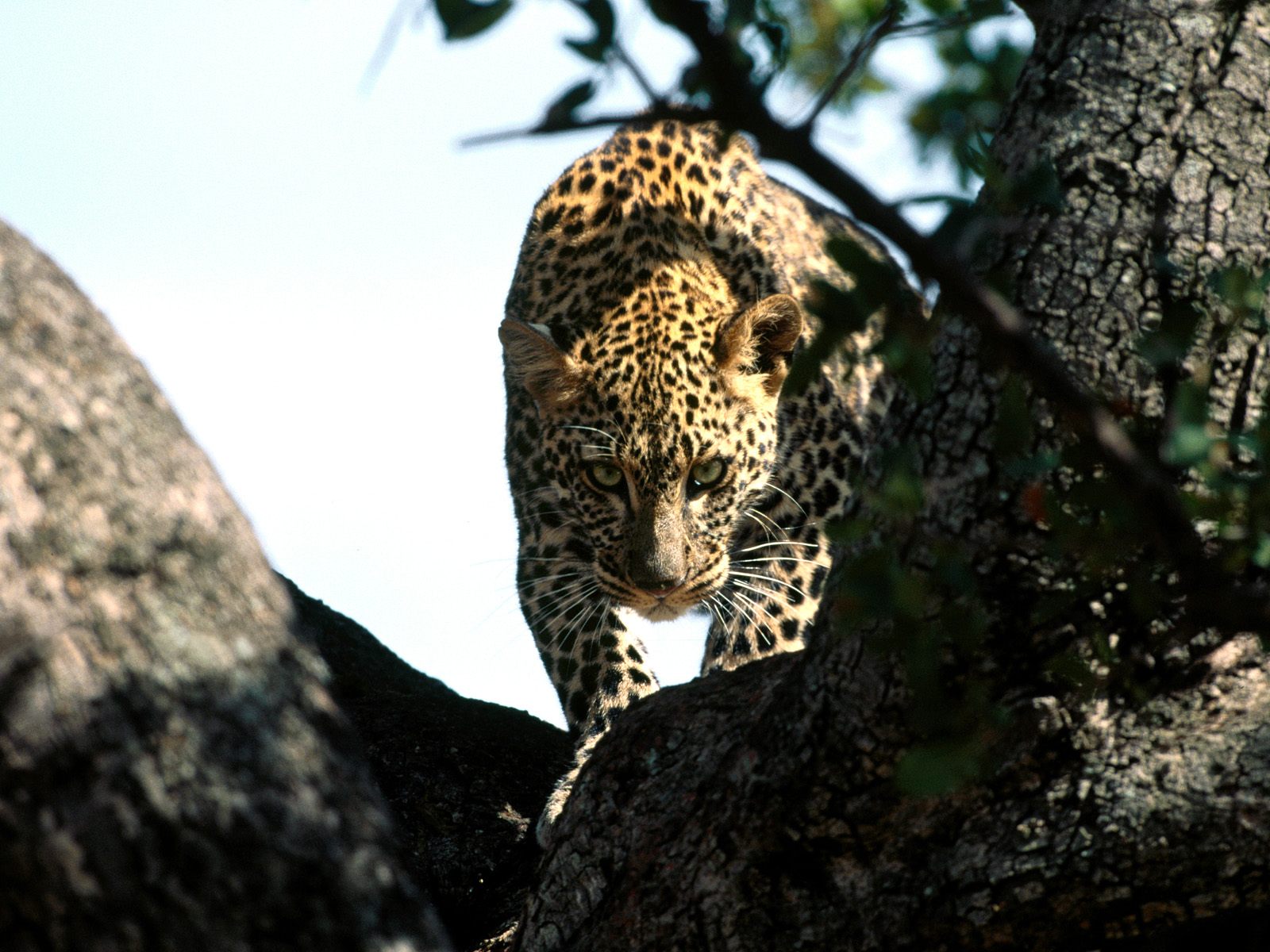 Baixar papel de parede para celular de Animais, Gatos, Leopardo gratuito.