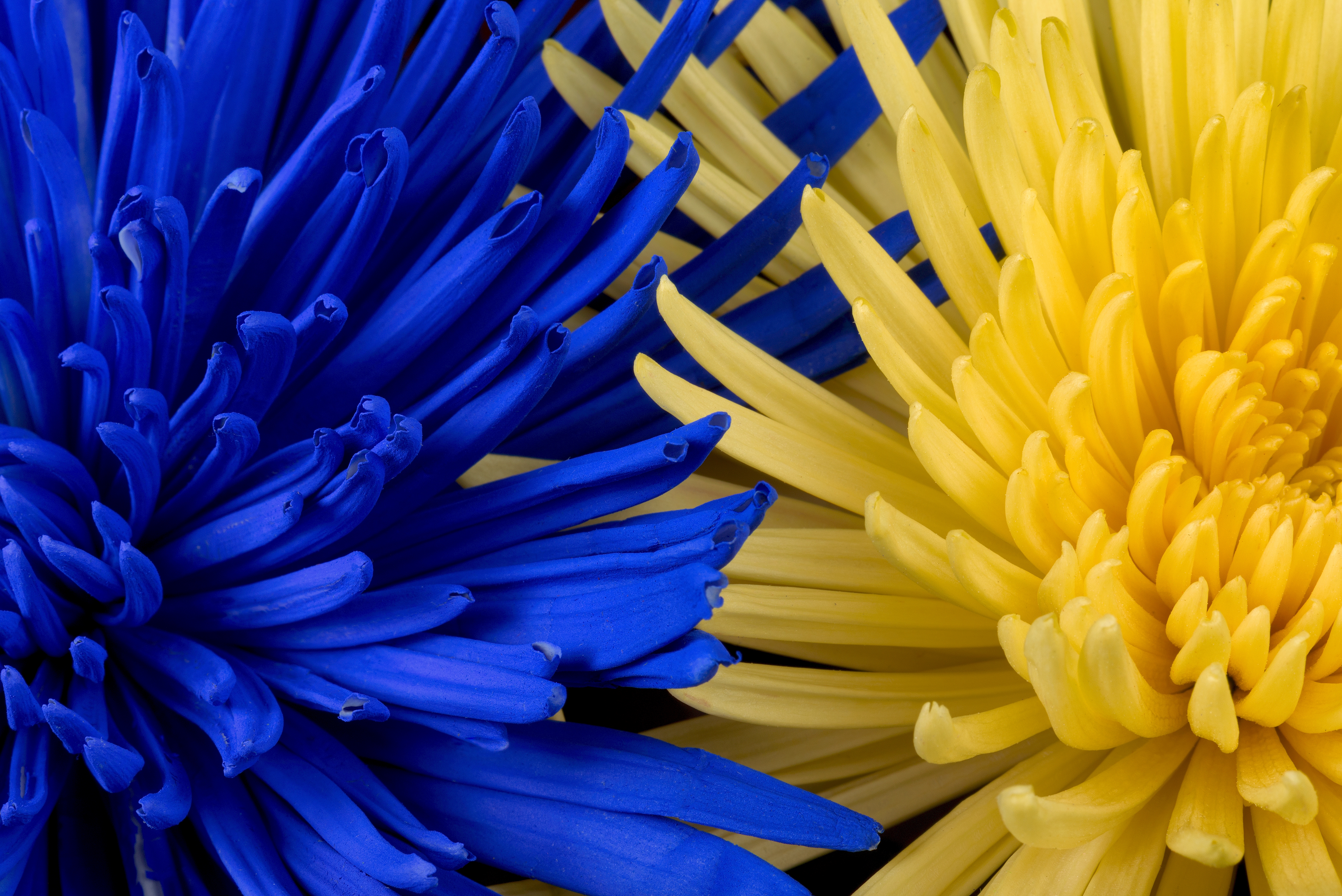 80999 завантажити картинку квіти, жовтий, пелюстки, синій - шпалери і заставки безкоштовно