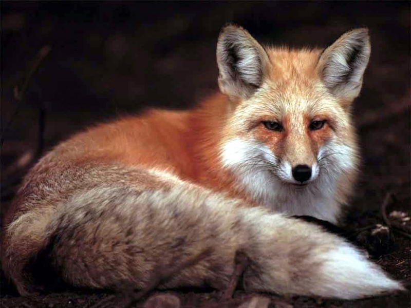 45990 Hintergrundbild herunterladen tiere, fox - Bildschirmschoner und Bilder kostenlos