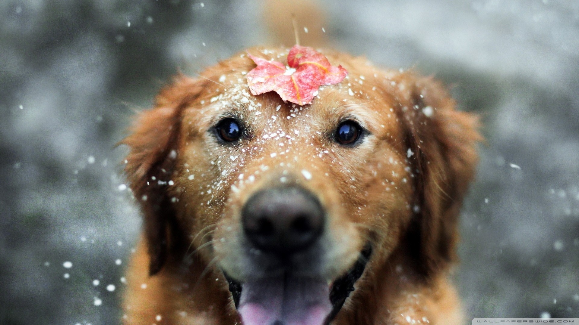 Baixe gratuitamente a imagem Animais, Cães, Cão na área de trabalho do seu PC