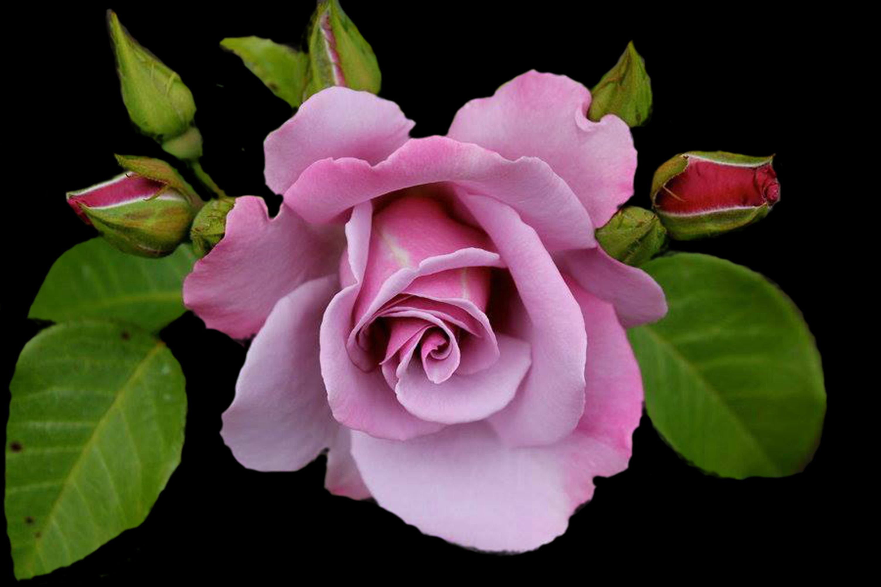 Скачать обои бесплатно Цветок, Роза, Художественные, Розовая Роза картинка на рабочий стол ПК