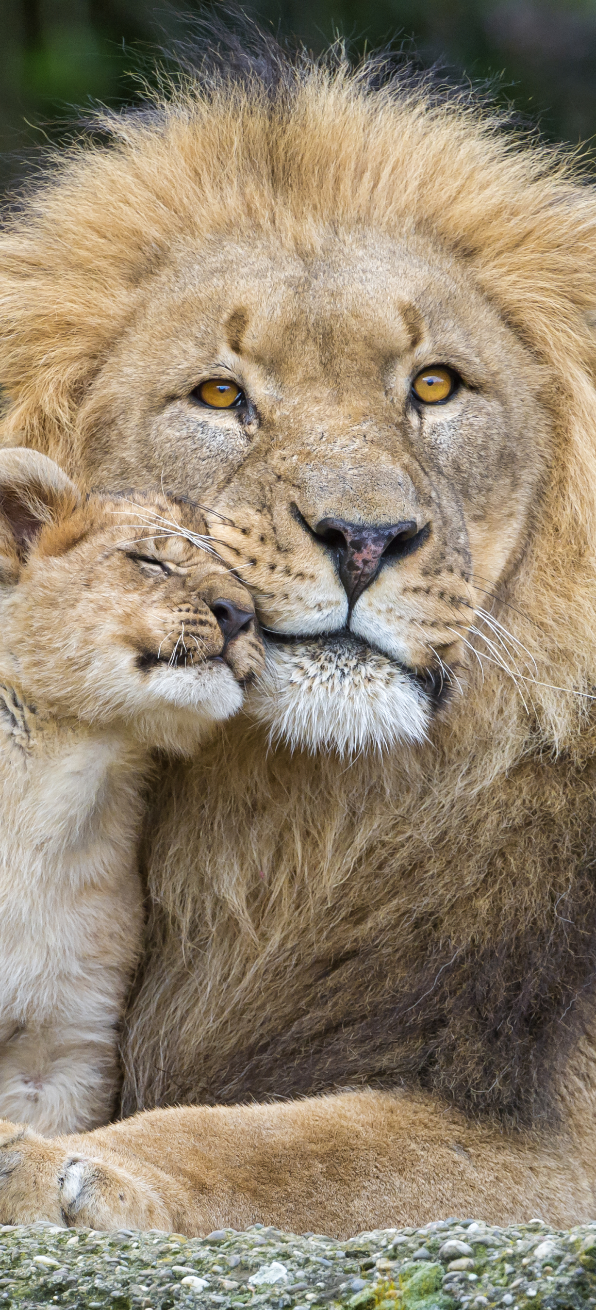 Handy-Wallpaper Tiere, Katzen, Liebe, Löwe, Tierbaby, Jungtier kostenlos herunterladen.