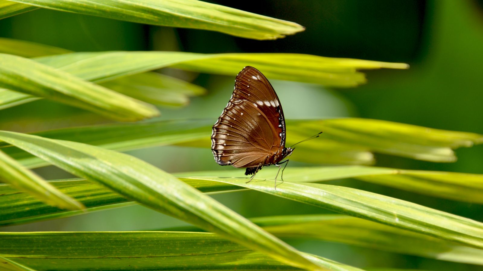 Descarga gratuita de fondo de pantalla para móvil de Animales, Mariposa.