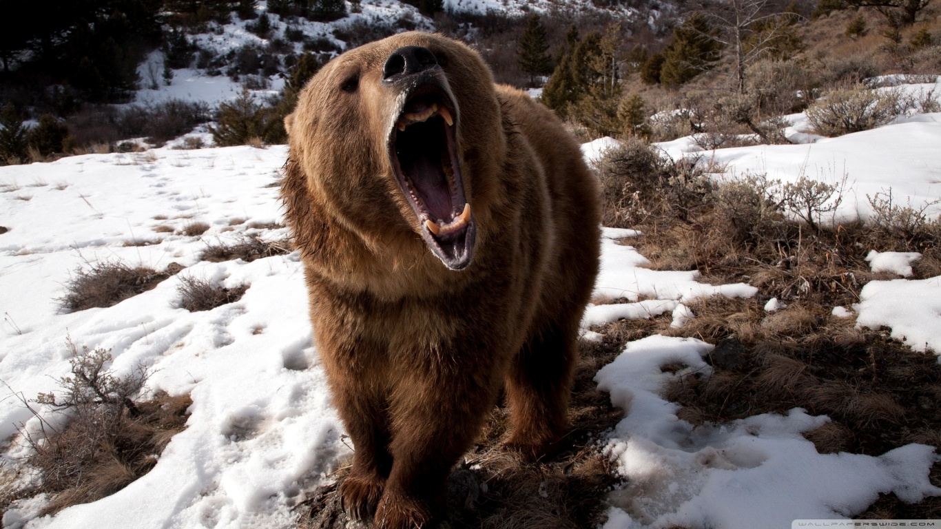 無料モバイル壁紙動物, クマをダウンロードします。