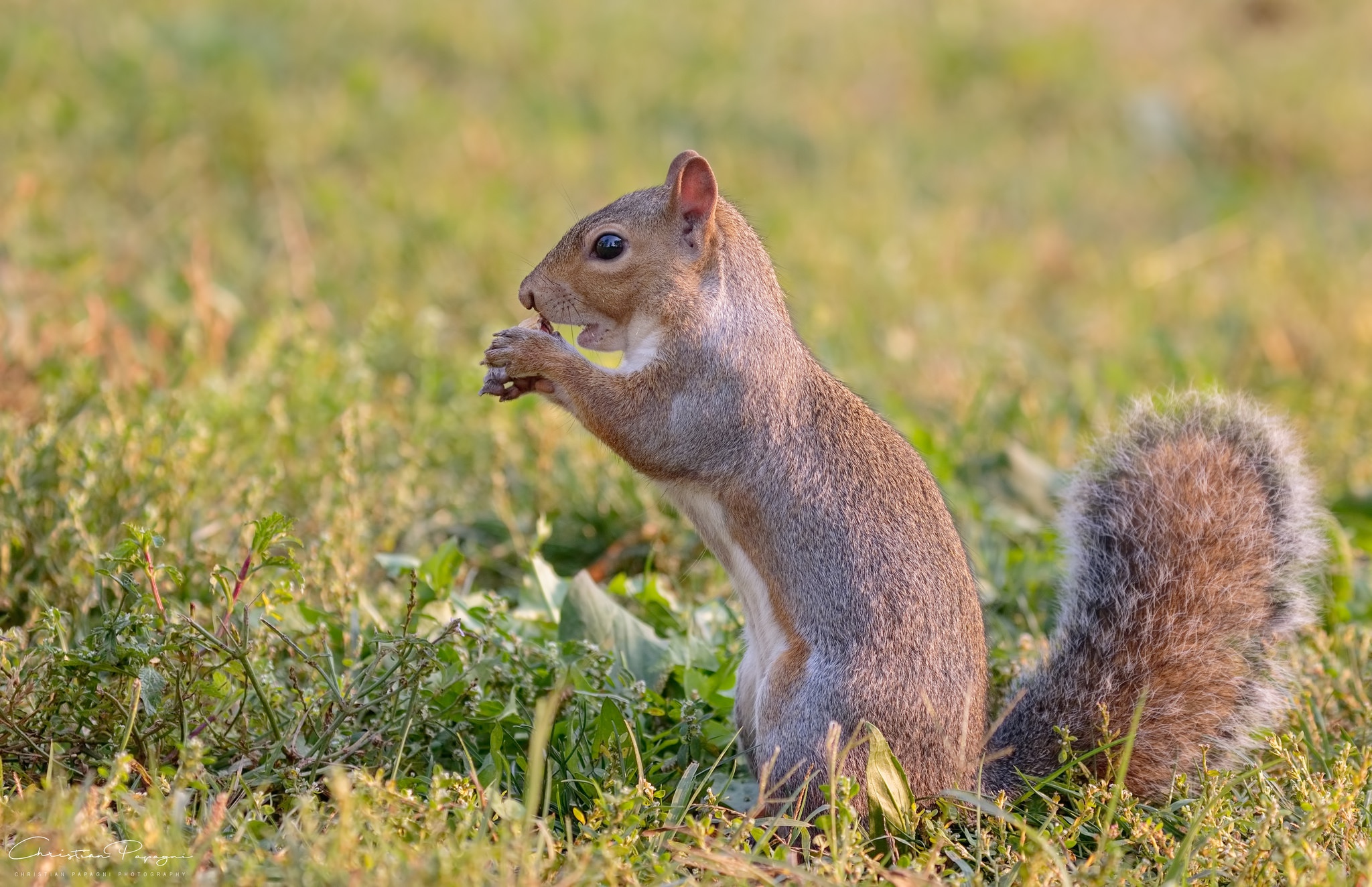  Squirrel Cellphone FHD pic