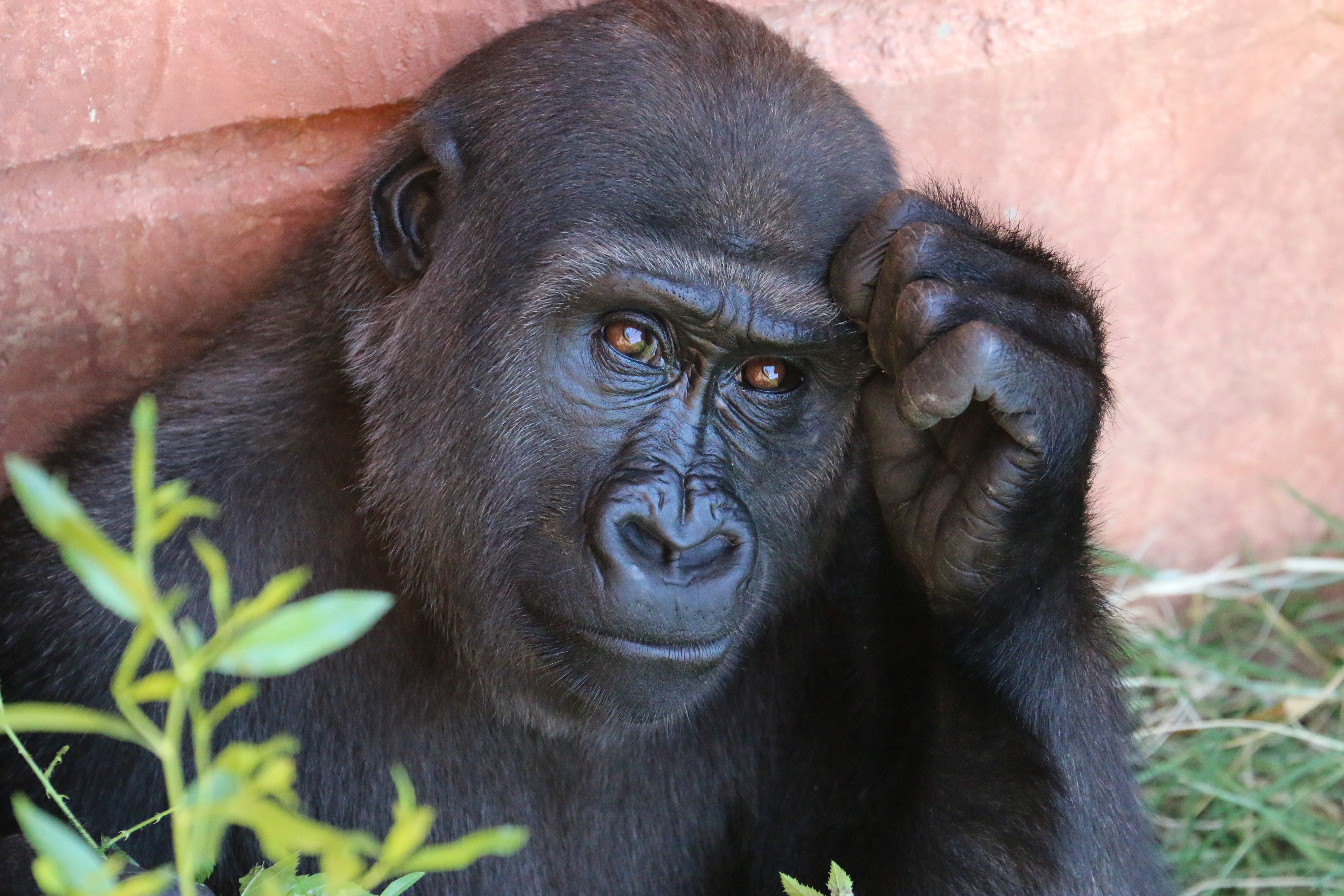 Laden Sie das Tiere, Gorilla, Affe, Primas, Affen-Bild kostenlos auf Ihren PC-Desktop herunter