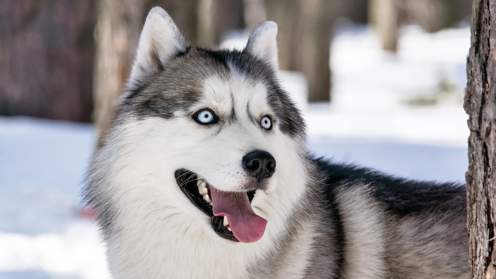 330560 descargar fondo de pantalla animales, husky siberiano, perros: protectores de pantalla e imágenes gratis