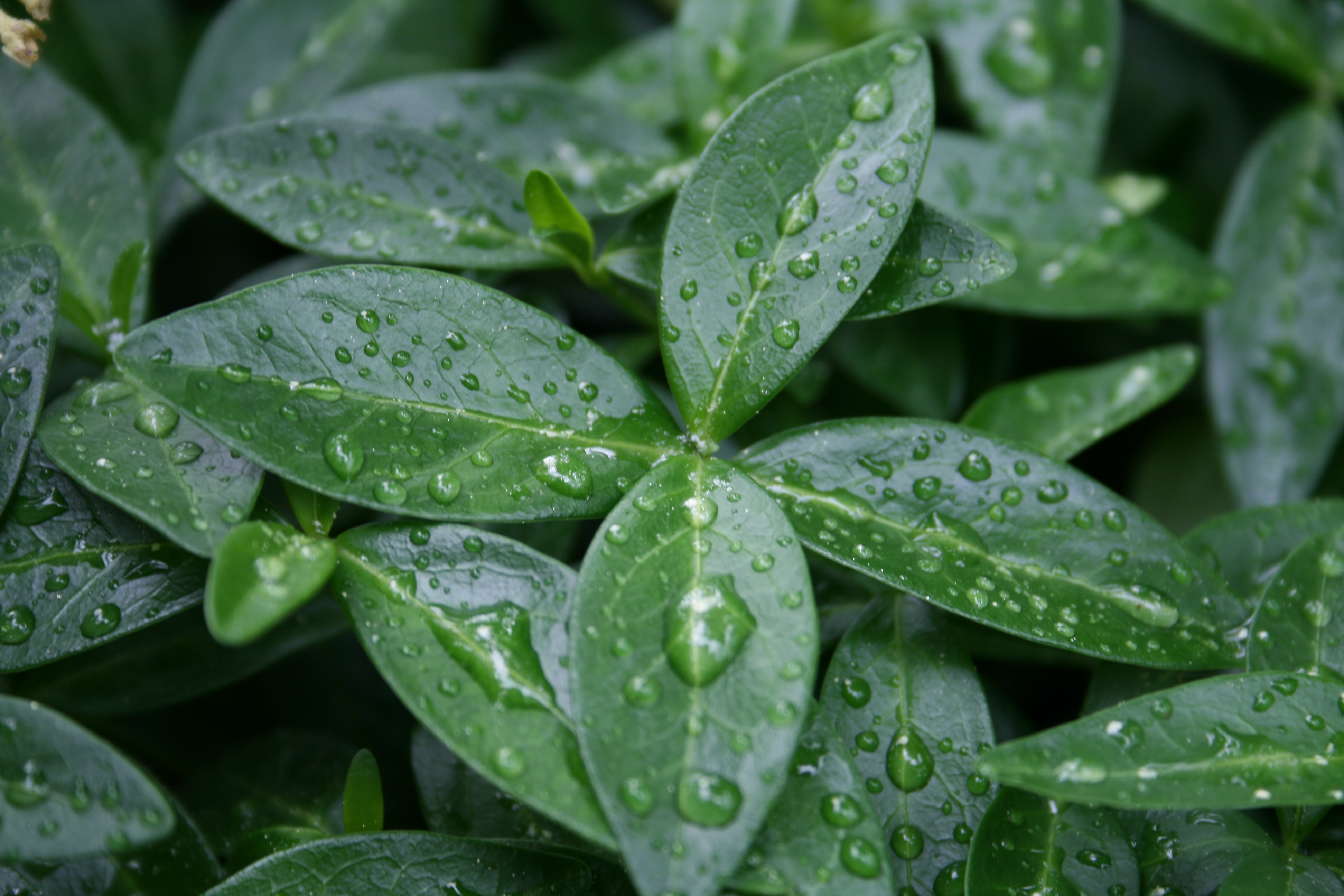 Download mobile wallpaper Macro, Leaves, Dew, Drops for free.