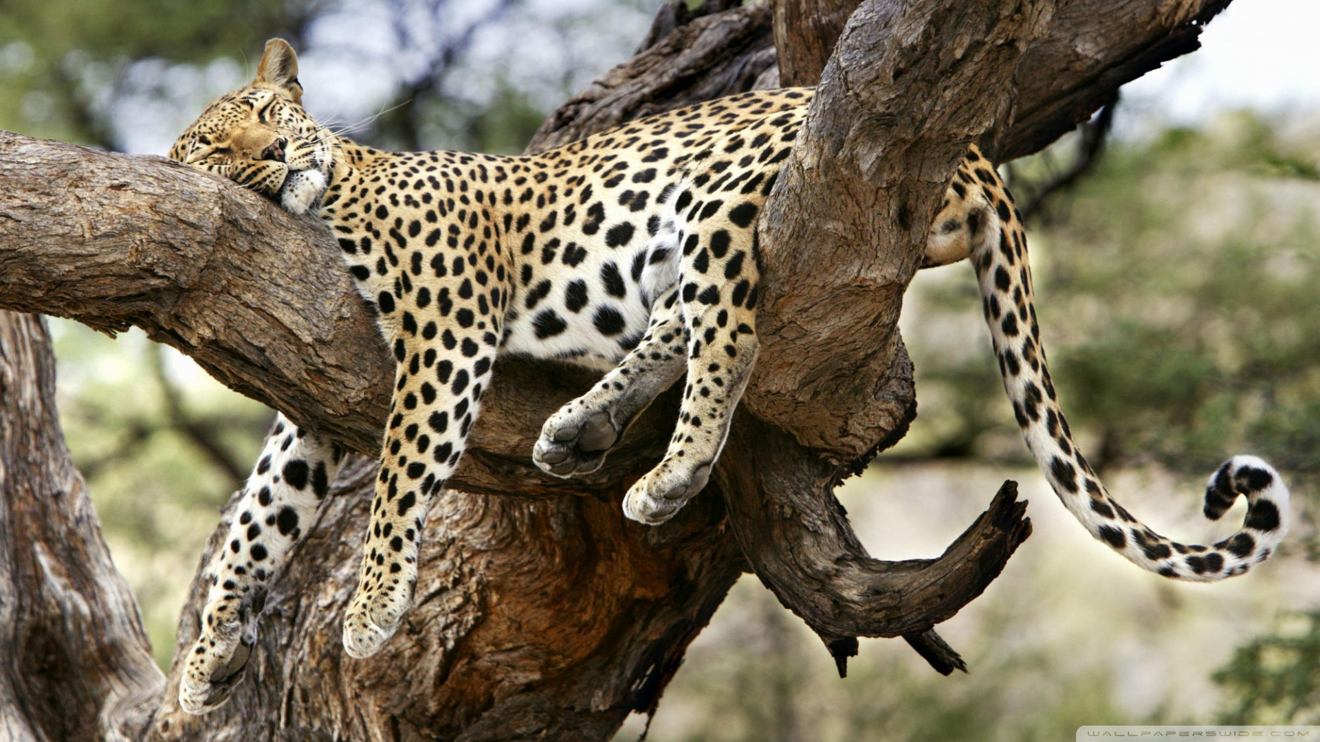 Baixar papel de parede para celular de Leopardo, Gatos, Animais gratuito.