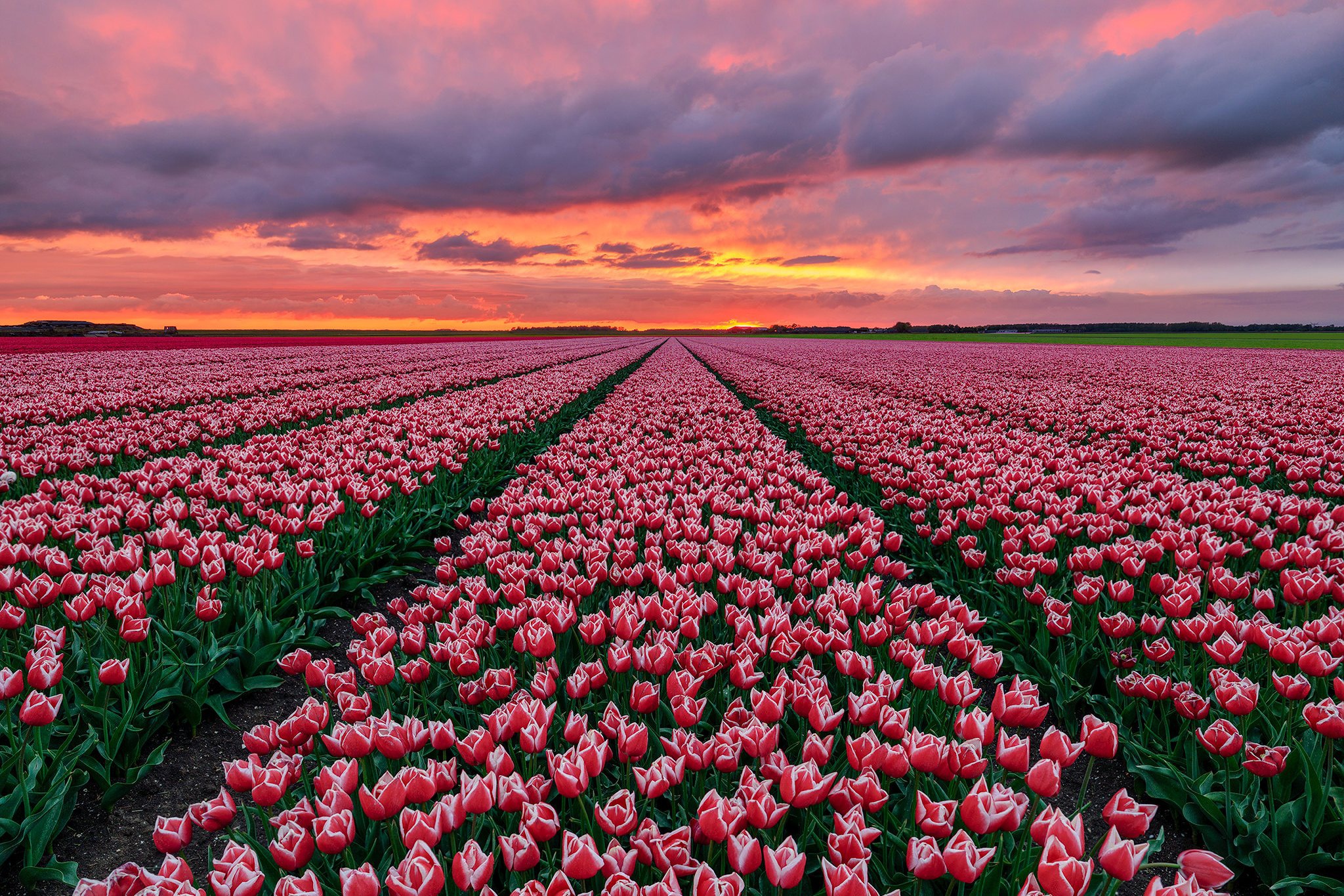 Free download wallpaper Nature, Flowers, Sunset, Earth, Field, Tulip, Netherlands, Pink Flower on your PC desktop