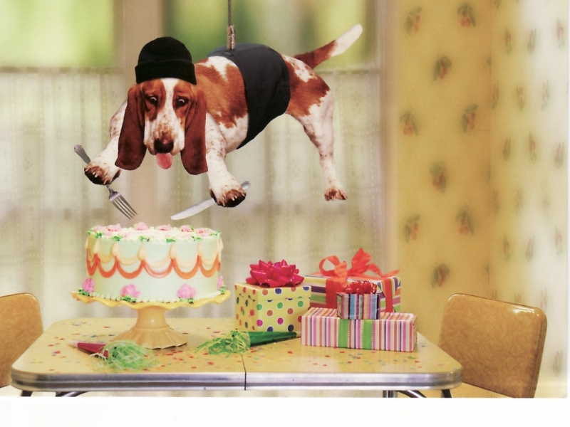 Handy-Wallpaper Tiere, Hunde, Humor kostenlos herunterladen.