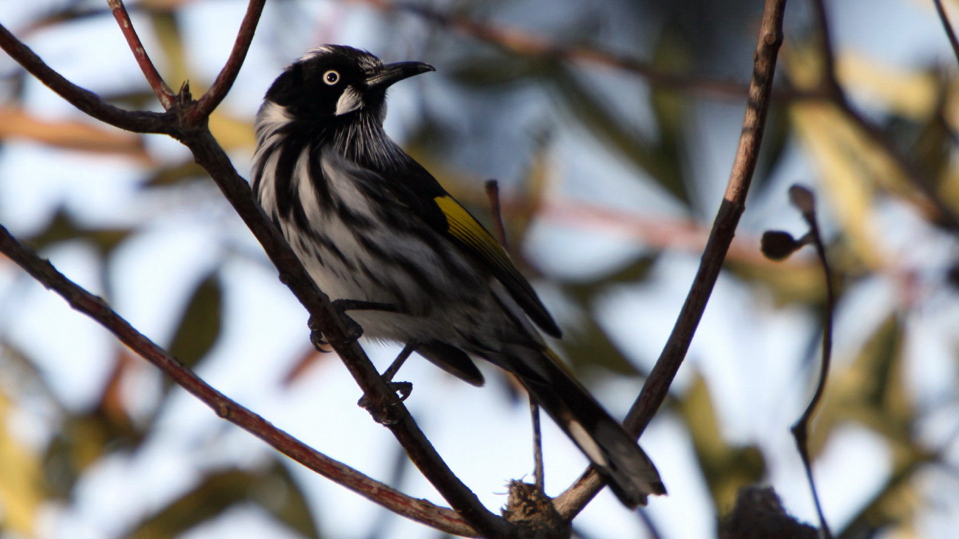 Free download wallpaper Bird, Birds, Animal on your PC desktop