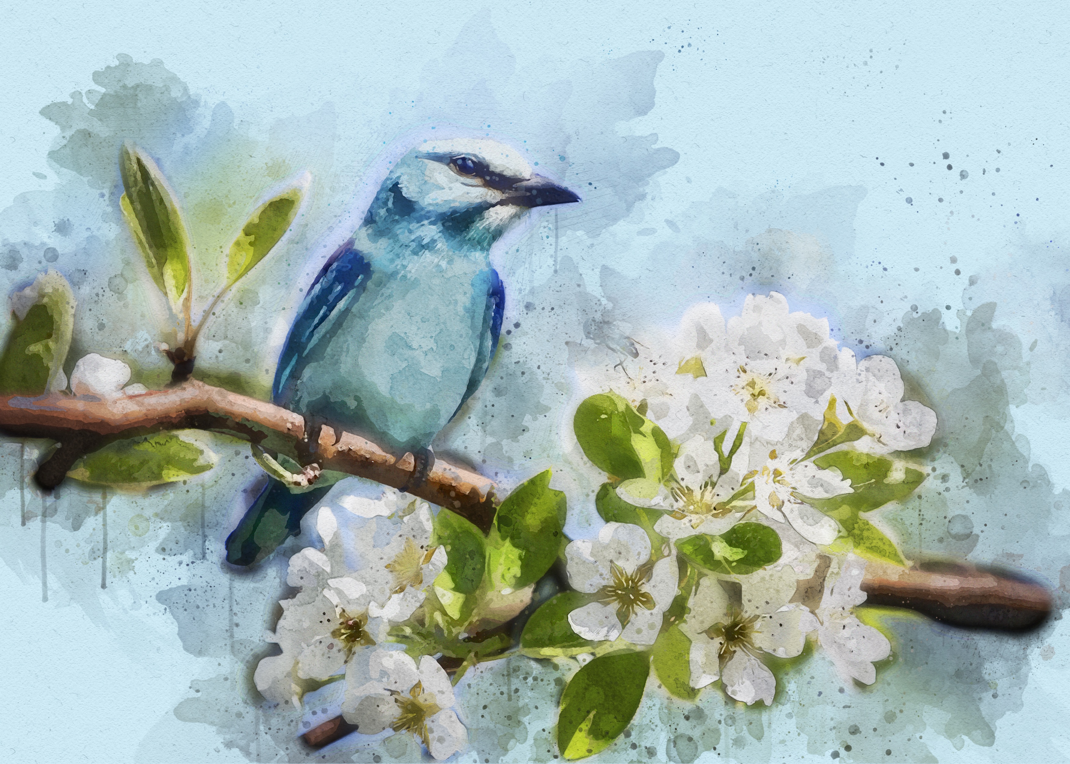 Baixe gratuitamente a imagem Animais, Aves, Flor, Pássaro, Aquarela, Flor De Cerejeira na área de trabalho do seu PC